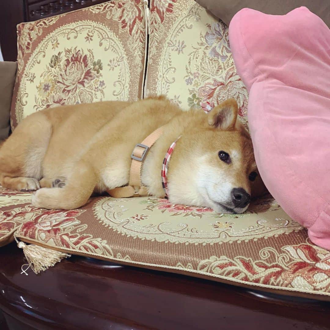 Coffeeのインスタグラム：「傲嬌の🐶 搶阿公的位子 #coffee_and_apple」