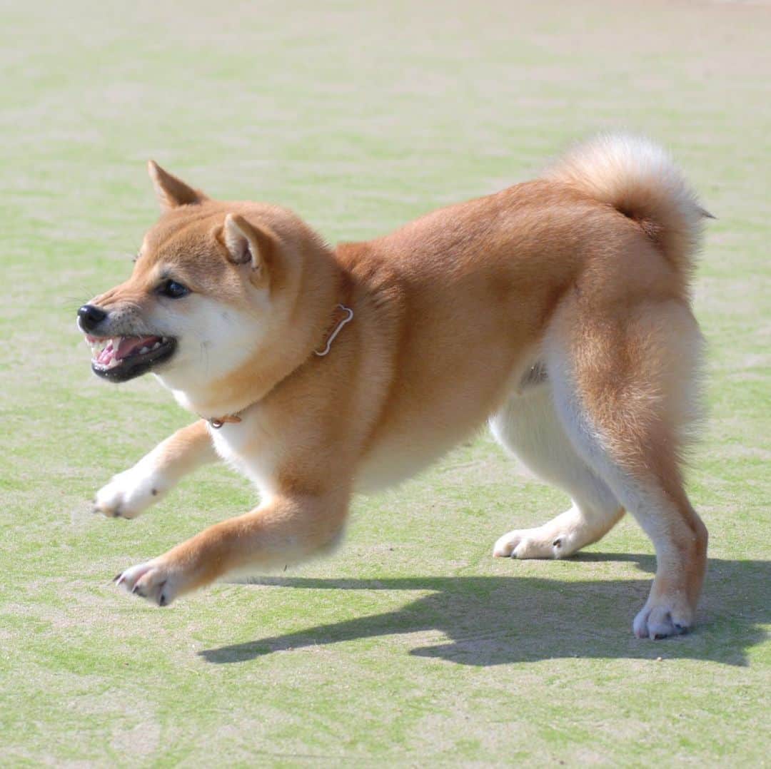 柴犬Mamesuke・Korosuke??大阪さんのインスタグラム写真 - (柴犬Mamesuke・Korosuke??大阪Instagram)「🐱🐻👶🏻 🐾----*----*----*----*🐾 あ〜♡ 可愛い♡可愛い♡ パピー豆介😍 ． 豆ちゃんは、小さい時は、 毎日ママと一緒にどっかお出かけしてたよね。 ドッグランも大好きだったよね。 それから、コロ介を迎えるようになって、ママを独り占めできなくなって、ママが仕事を始めて、お出かけの回数も減ってきて、ママが妊娠、出産をして、ますますお出かけの回数が減ってしまって。。。 豆介は絶対、昔の方が幸せだったし楽しかっただろうな。。😢 と、たまに思う😣 🐾----*----*----*----*🐾 #MameKoro #豆コロ #柴犬と赤ちゃん #犬と赤ちゃん  #乳児 #チャリちゃん見守り隊 #子守犬 #豆柴 #柴犬 #赤柴 #豆介 #コロ介 #shibagram #shibastagram #shibainu #shiba #🐕📷」2月15日 12時42分 - mame_suke_i