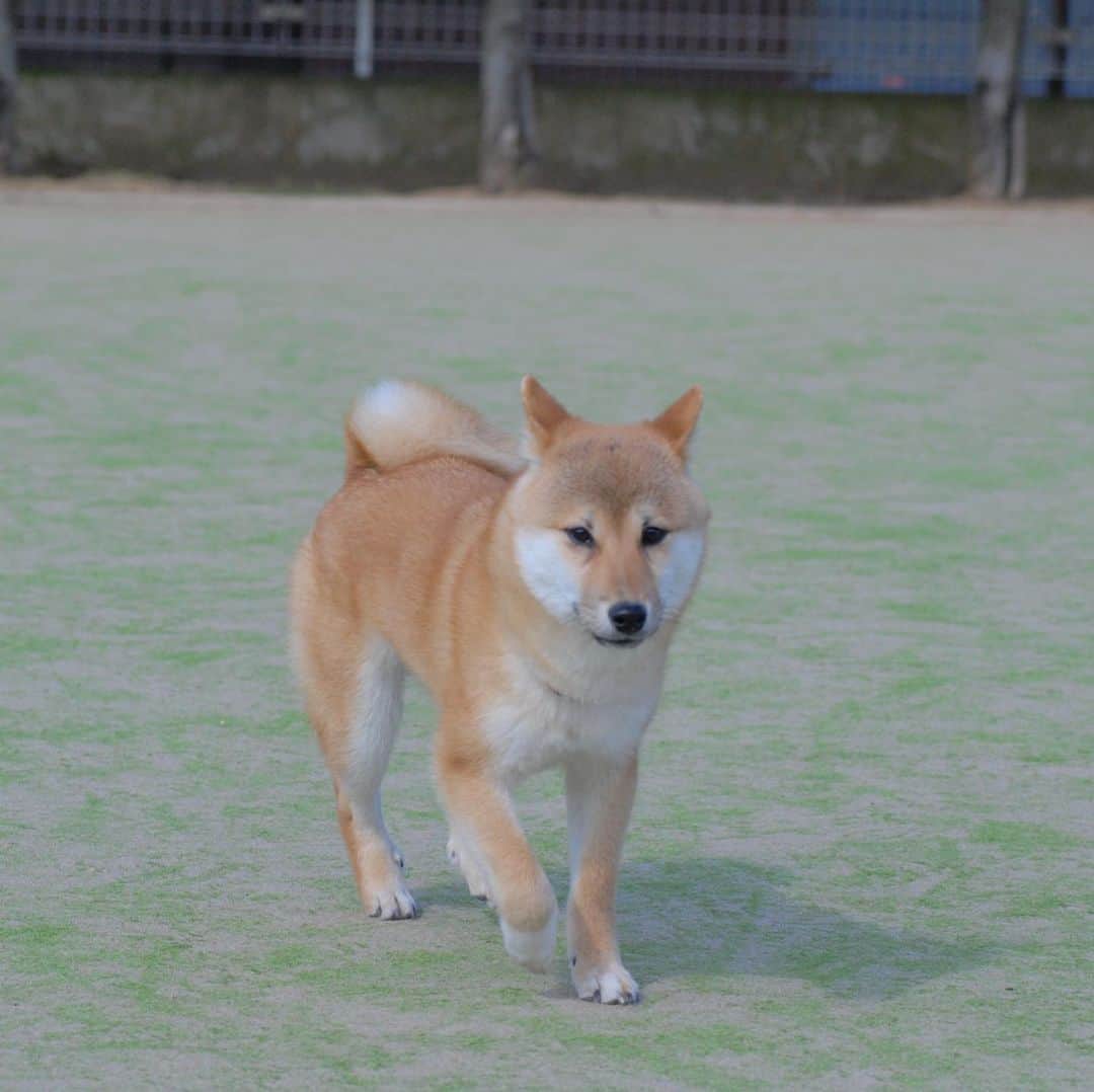 柴犬Mamesuke・Korosuke??大阪さんのインスタグラム写真 - (柴犬Mamesuke・Korosuke??大阪Instagram)「🐱🐻👶🏻 🐾----*----*----*----*🐾 あ〜♡ 可愛い♡可愛い♡ パピー豆介😍 ． 豆ちゃんは、小さい時は、 毎日ママと一緒にどっかお出かけしてたよね。 ドッグランも大好きだったよね。 それから、コロ介を迎えるようになって、ママを独り占めできなくなって、ママが仕事を始めて、お出かけの回数も減ってきて、ママが妊娠、出産をして、ますますお出かけの回数が減ってしまって。。。 豆介は絶対、昔の方が幸せだったし楽しかっただろうな。。😢 と、たまに思う😣 🐾----*----*----*----*🐾 #MameKoro #豆コロ #柴犬と赤ちゃん #犬と赤ちゃん  #乳児 #チャリちゃん見守り隊 #子守犬 #豆柴 #柴犬 #赤柴 #豆介 #コロ介 #shibagram #shibastagram #shibainu #shiba #🐕📷」2月15日 12時42分 - mame_suke_i