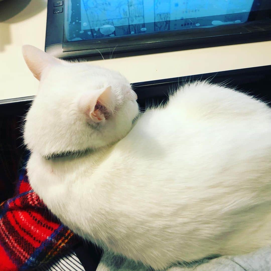 水谷さるころのインスタグラム：「やっと昂りが収まりました😂　#おファルにゃん」