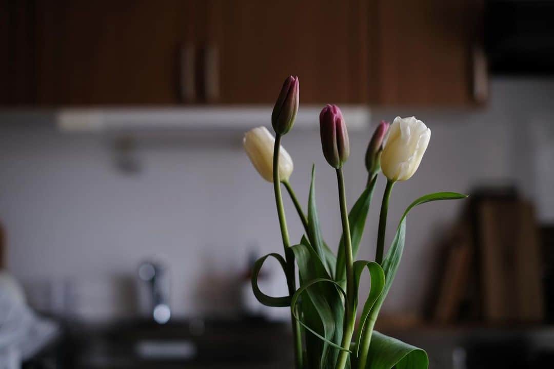 maggydaisyのインスタグラム：「雨 ☔︎  #チューリップ #tulips #kitchen #花のある暮らし #写真1枚多かった」