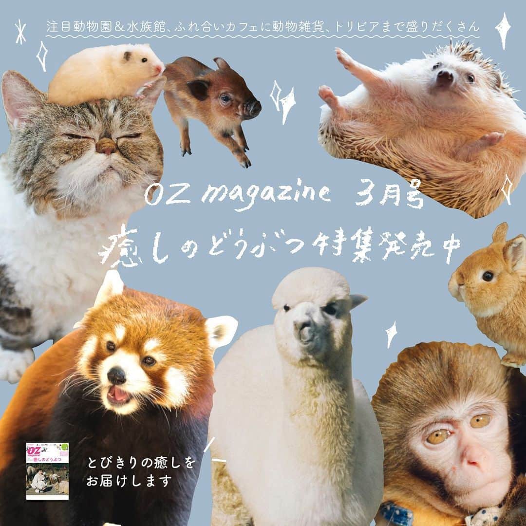 Ryo Yamazakiさんのインスタグラム写真 - (Ryo YamazakiInstagram)「オズマガジン3月号 『癒しの動物特集』にマルを載せて頂きました🐏✨ 全国の動物園・水族館、どうぶつカフェや動物雑貨など、一冊まるごとかわいい動物まみれで癒されます♨️ 編集部のご好意で中身をチラみせ〜🙈 続きはぜひお手にとってご覧下さい🙇🏻‍♂️ #オズマガジン #OZmagazine #今日の漂着物 . Maru appeared in OZ magazine.🐏✨ . #cat #scottishfold #catstagram #catsofinstagram #instacat #猫 #ねこ #ネコ #猫部 #ふわもこ部 #ペコねこ部 #みんねこ #もふもふ #スコティッシュフォールド #白猫 #しろねこ」2月15日 12時53分 - rojiman