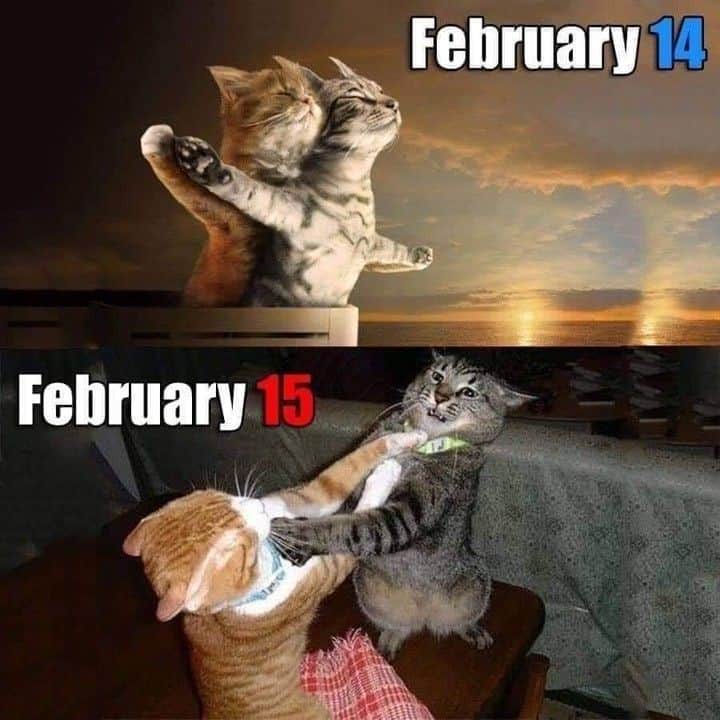 Aww Clubさんのインスタグラム写真 - (Aww ClubInstagram)「Your time is over ⠀ ⠀ #meowed #valentinesday #valentines2021 #catfight #214 #215 #fightme」2月15日 13時00分 - meowed