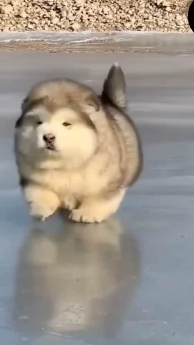 animalsのインスタグラム：「So cute & fluffy 🥰」