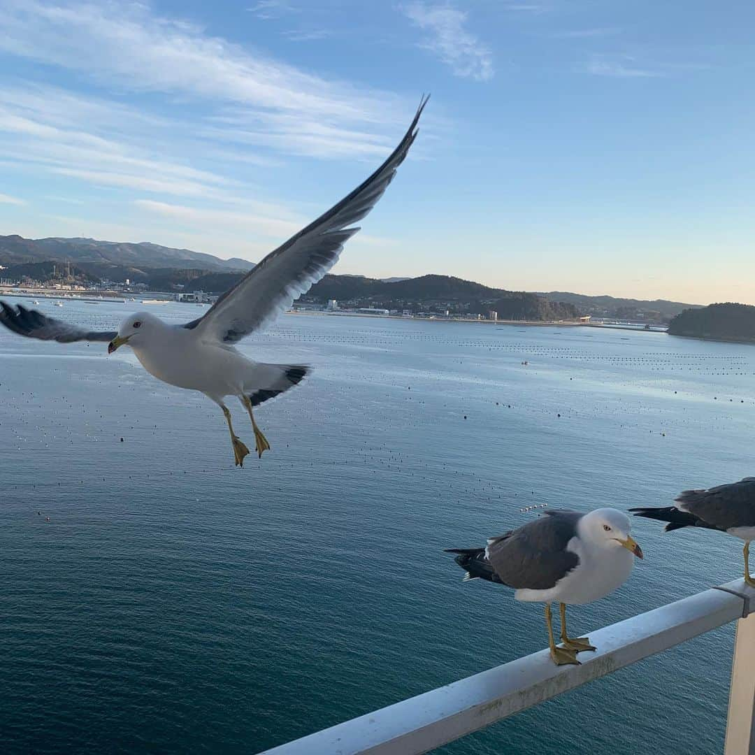 大橋未歩さんのインスタグラム写真 - (大橋未歩Instagram)「宮城県南三陸にあるホテル観洋。  部屋から見える穏やかな海と  遊びに来るウミネコの  ニャアニャアという可愛い鳴き声を思い出しています。  #ホテル観洋」2月15日 13時08分 - o_solemiho815