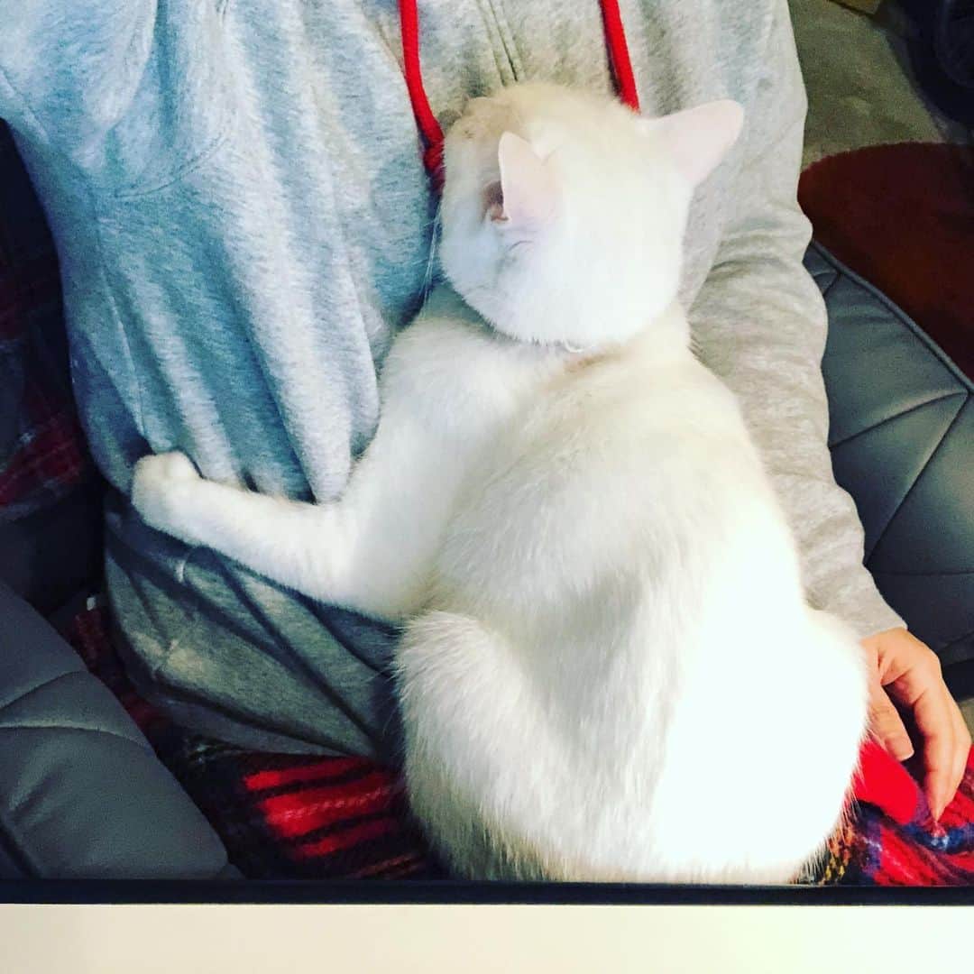 水谷さるころのインスタグラム：「お茶を淹れに行きたい。が、やっと落ち着いたのに、まためっちゃ怒られたくもない。#おファルにゃん」