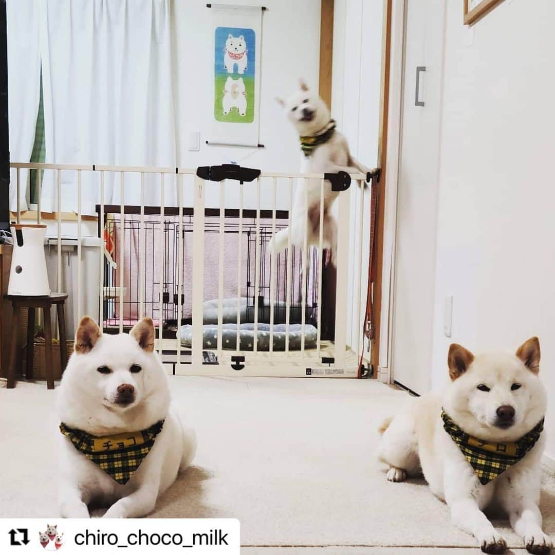 【公式】いぬのきもち・ねこのきもちのインスタグラム：「#Repost @chiro_choco_milk さんのチロちゃん、チョコちゃん、ミルクちゃん。  ご飯待ちのお嬢様方。  一番若いミルクちゃんは 喜びのジャンプ⁉️  育ち盛り&食べ盛りみたいだね😆  ハッシュタグ #いぬのきもち #ねこのきもち に投稿いただいた可愛い写真をご紹介しています！ 「いぬのきもちWEB　MAGAZINE」、「ねこのきもちWEB MAGAZINE」でもご紹介させていただくことも！  -------------------  .  #いぬ #いぬすたぐらむ #いぬのいる暮らし #いぬのきもち #いぬ好き #犬 #犬好きさんと繋がりたい #犬のいる生活 #犬と暮らす #犬好き #dog #dogsofinstagram #dogstagram  #柴犬 #白柴」