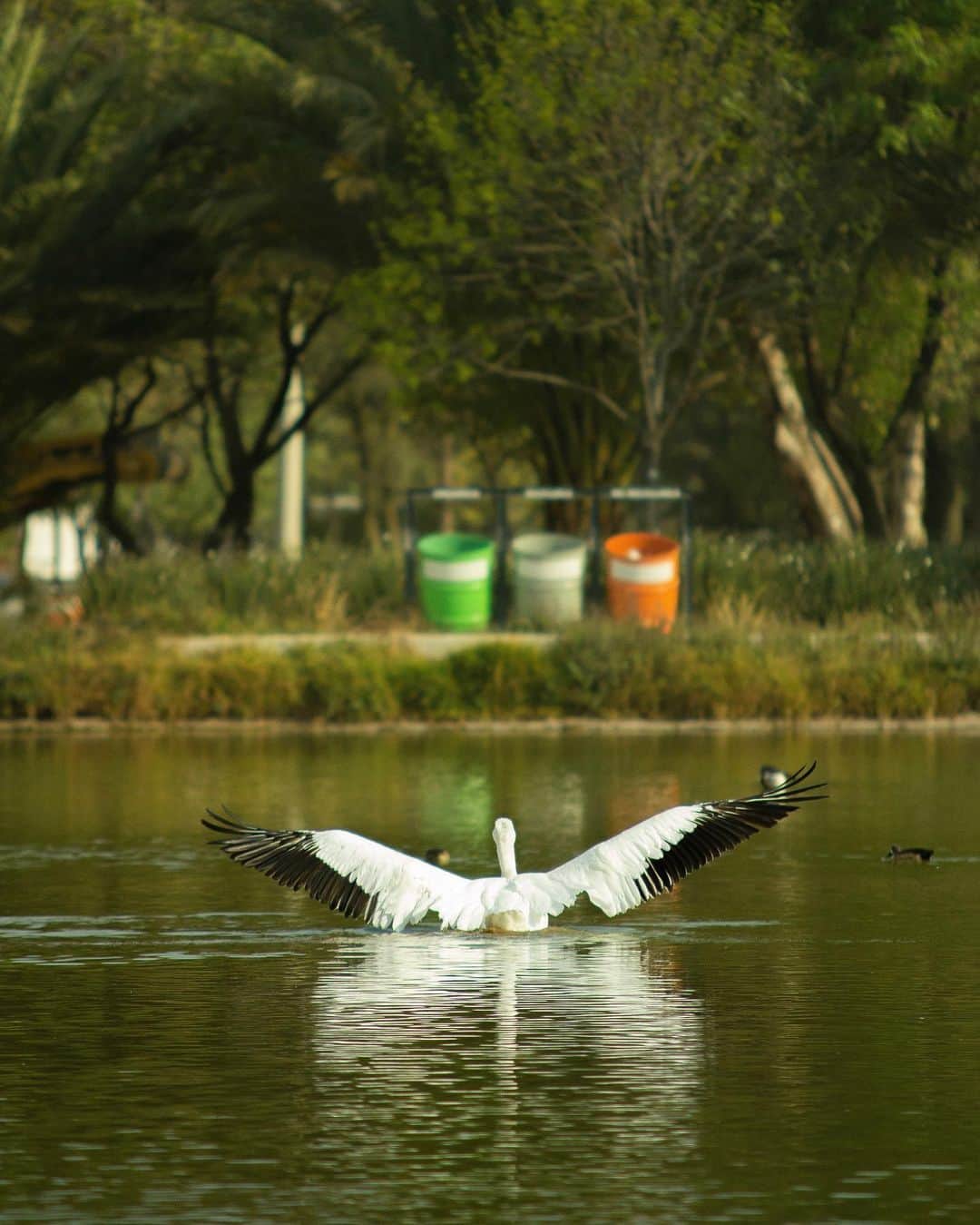Chad Santosのインスタグラム：「#HelloFrom Mexico City #伽藍鳥 #pelican #natgeo #natgeoyourshot #thisweekoninstagram #naturephotography #nature #bosquedearagon #aragon #cdmx #birdphotography #birdsofinstagram #300mmf28 #paisajecdmx #paisajedfeño #mextagram #mexigers #mexicomaravilloso #mexicomiamor #mexicomagico」