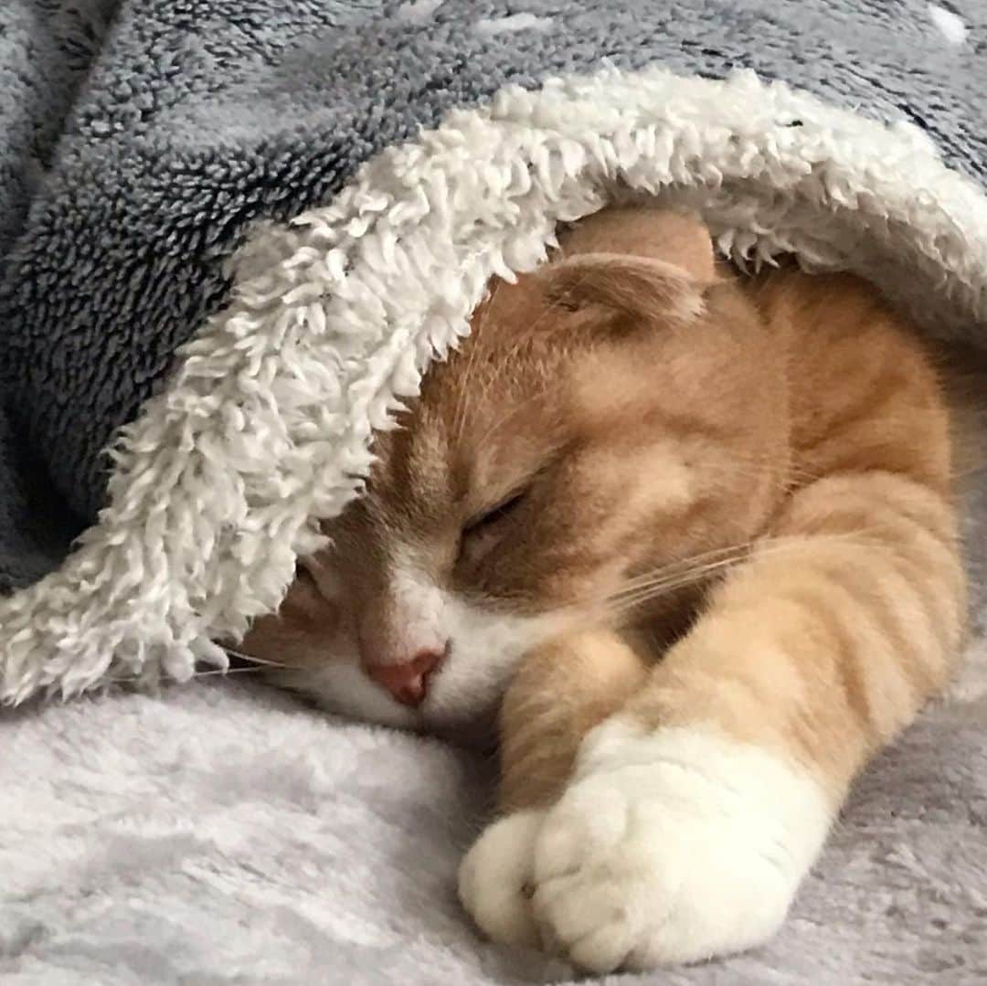 かんちゃんのインスタグラム：「． ． お昼寝中💤 ． ． #スコティッシュフォールド #猫  #cat  #cats #ねこ #ネコ #札幌 #sapporo」