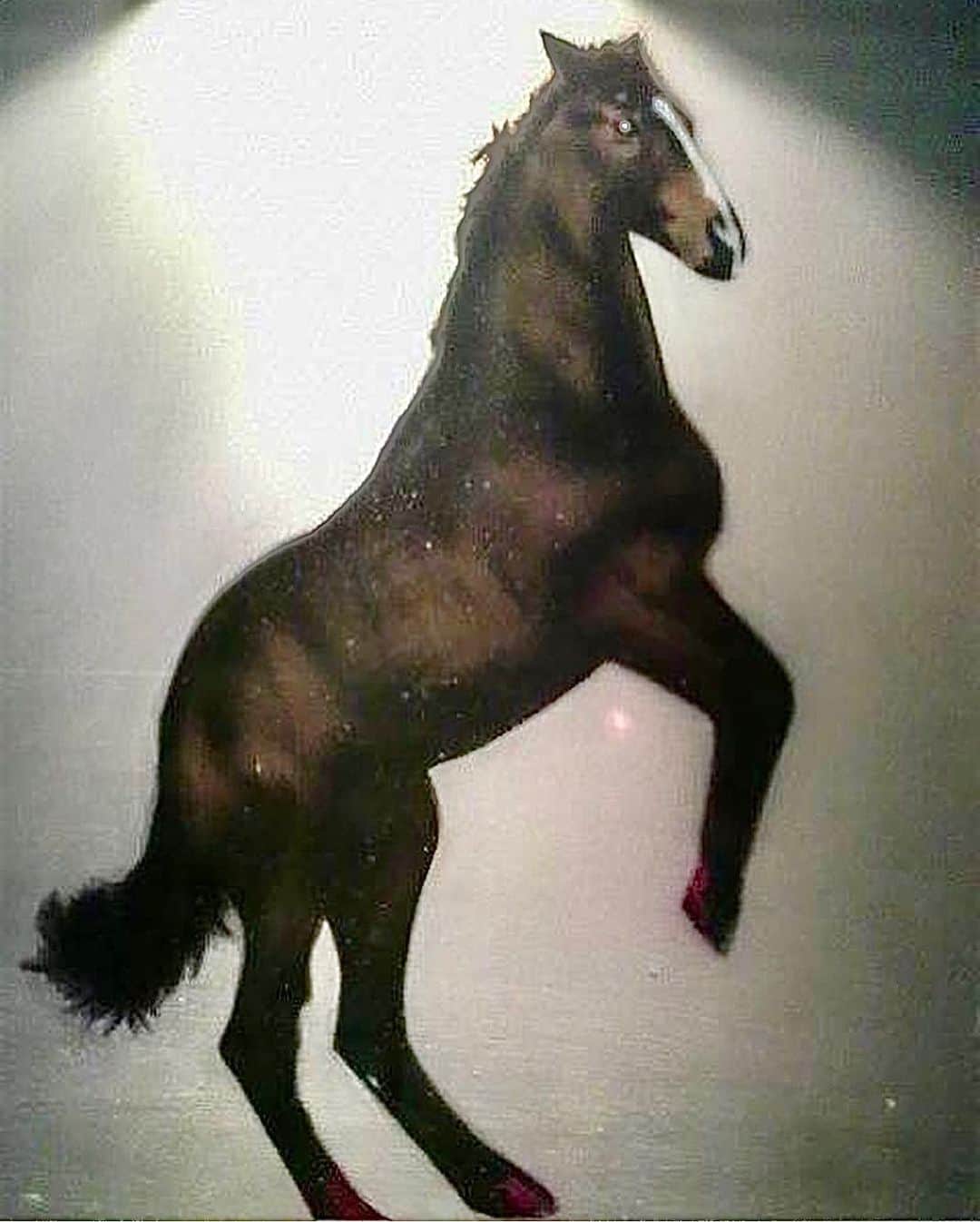新庄剛志さんのインスタグラム写真 - (新庄剛志Instagram)「僕が昔馬主をしてた時の馬　タノシンジョウ😊✋　15年前にある番組で絵に興味を持ち描いてみたんだけどセンスありゅ〜😅⁉️ 赤い爪にしてみた😉‼️」2月15日 14時31分 - shinjo.freedom