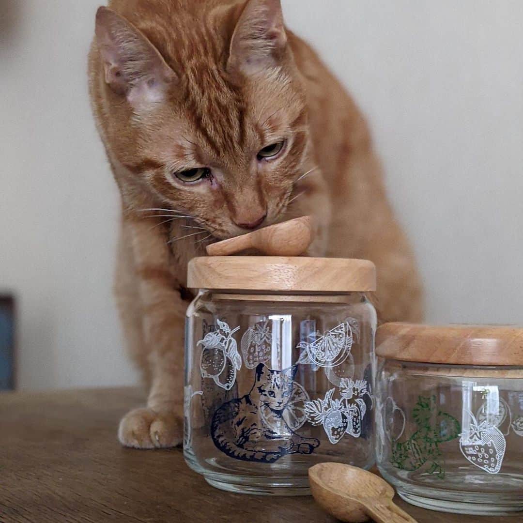 Cat's NapTimeのインスタグラム：「・ 【Cat's NapTime第6弾「FRUITS TEA PARTY」アイテム】 Afternoon Teaスタッフが、愛猫と一緒にアイテムを撮影したスナップをご紹介。 #cats_naptime6  ＜Afternoon Tea LIVING アトレ上野/ Sさんの愛猫・ロム(オス)＞ 「食べる事が大好きなので、自分のご飯を入れるものだと思ってる様子。。。」  「Cat’s NapTime」第6弾のアイテムはこちらのリンクからもご覧いただけます。 ➡@catsnaptime  #catsnaptime #AfternoonTea #AfternoonTeaLIVING #アフタヌーンティー #アフタヌーンティーリビング #ネコ #catsissue #FRUITSTEAPARTY #キャニスター #ガラスキャニスター #AfternoonTeaスタッフの愛猫」