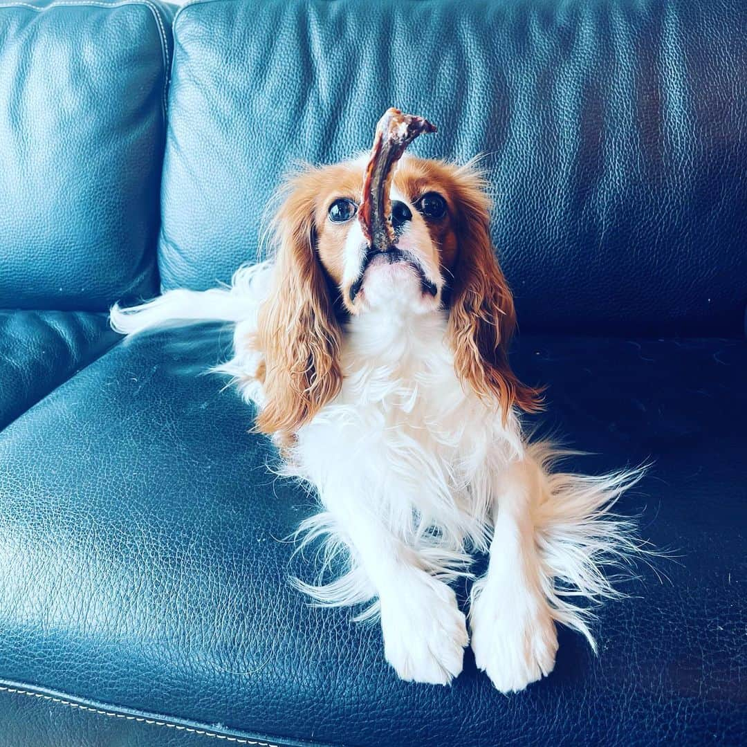 藤沢文翁さんのインスタグラム写真 - (藤沢文翁Instagram)「おやつ #cavalierkingcharlesspaniel」2月15日 14時57分 - fujisawabun_o