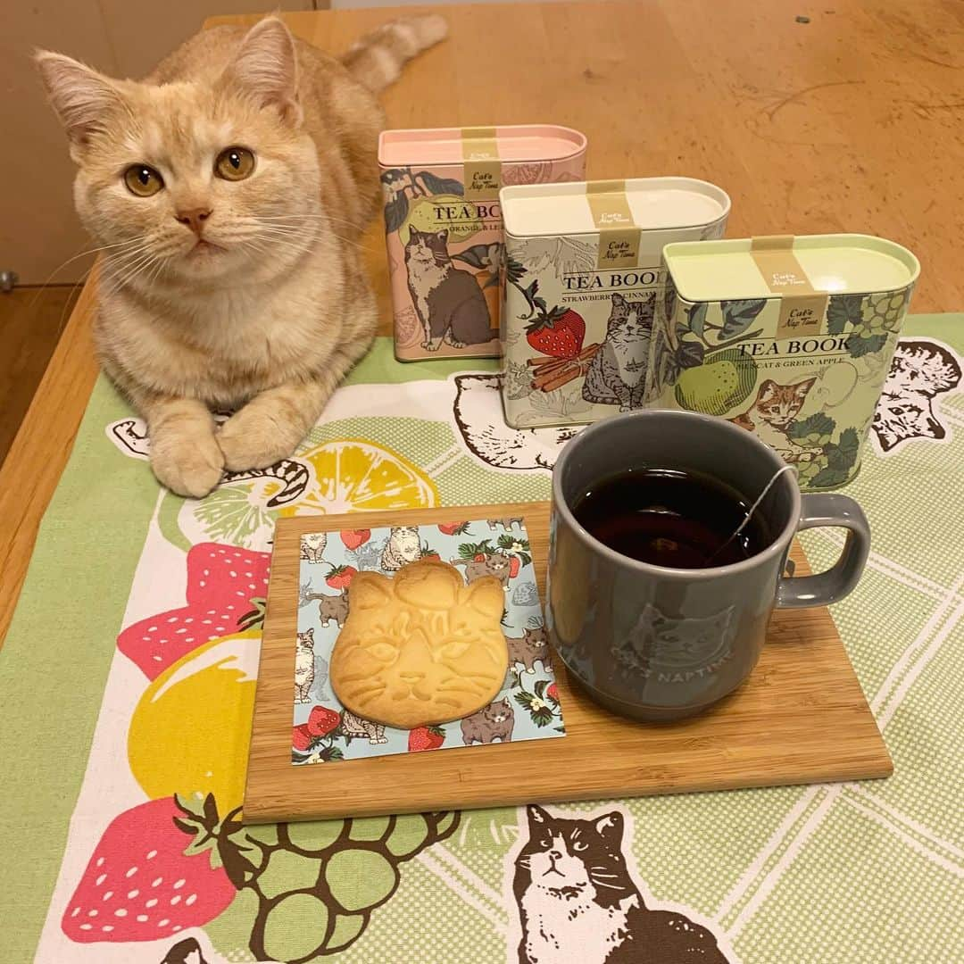 Cat's NapTimeさんのインスタグラム写真 - (Cat's NapTimeInstagram)「・ 【Cat's NapTime第6弾「FRUITS TEA PARTY」アイテム】 Afternoon Teaスタッフが、愛猫と一緒にアイテムを撮影したスナップをご紹介。 #cats_naptime6  ＜Afternoon Tea TEAROOM ルミネ荻窪/ Hさんの愛猫・トビ(オス)＞ 「Cat's Nap Timeの商品沢山ゲット。BOOK型紅茶缶のMUSCAT&GREEN APPLEとノベルティーで貰ったクッキー型でおやつ。マスカットとグリーンアップルのすっきりした香りで飲みやすい〜。クッキー型もとても使いやすかったです！」  「Cat’s NapTime」第6弾のアイテムはこちらのリンクからもご覧いただけます。 ➡@catsnaptime  #catsnaptime #AfternoonTea #AfternoonTeaLIVING #アフタヌーンティー #アフタヌーンティーリビング #ネコ #catsissue #FRUITSTEAPARTY #マグカップ #AfternoonTeaスタッフの愛猫 #紅茶 #紅茶缶」2月15日 14時57分 - catsnaptime