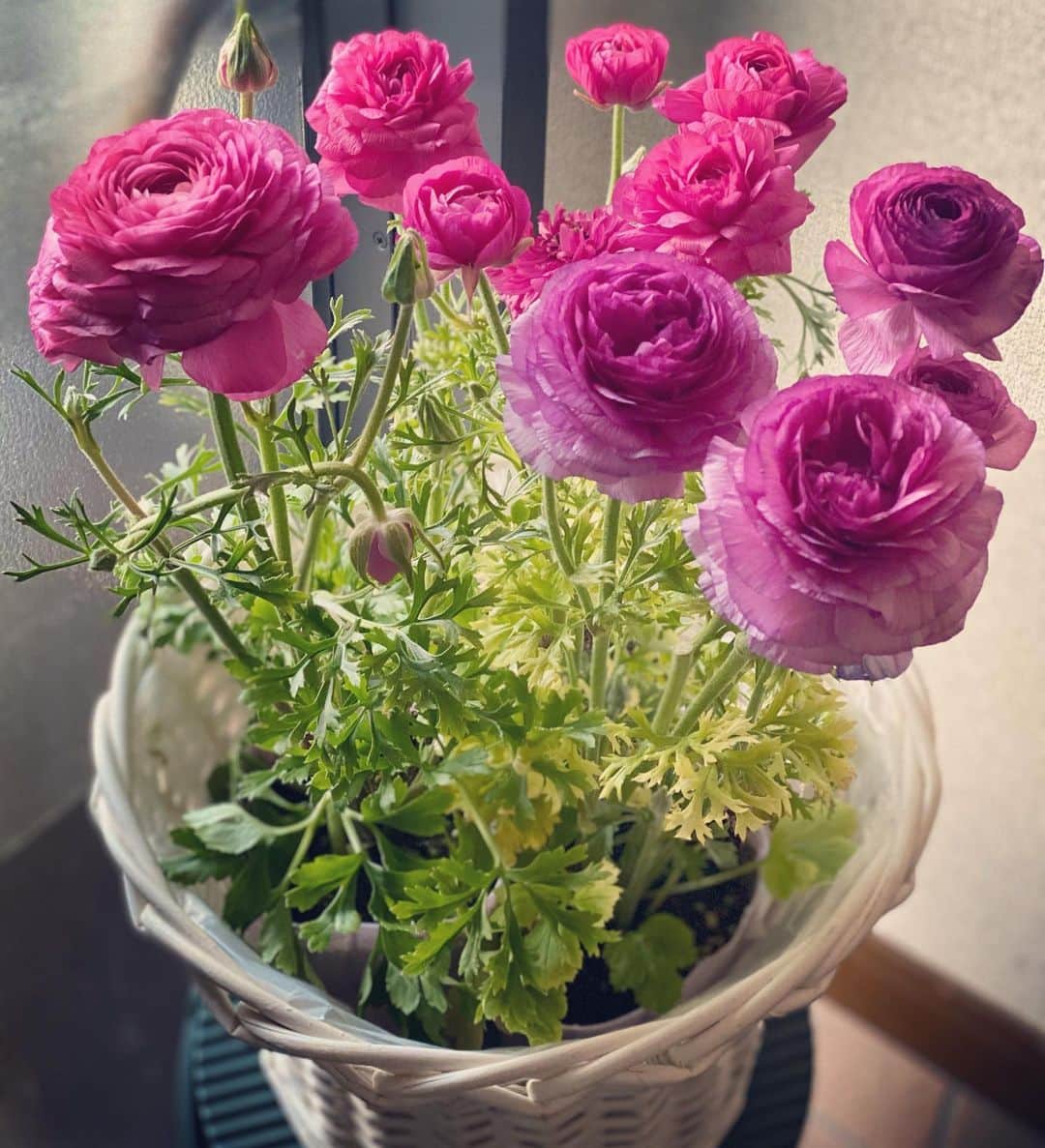 Erenaのインスタグラム：「🌸🌸ラナンキュラス🌸🌸 可愛いピンク色のラナンキュラスみっけ💕💐💕 花言葉は…「飾らない美しさ」 最近人気のお花😌 . #flower#pink#ラナンキュラス#ピンク#原産国#ヨーロッパ#花#花言葉#飾らない美しさ#土日も出勤で今日は束の間のOFF」