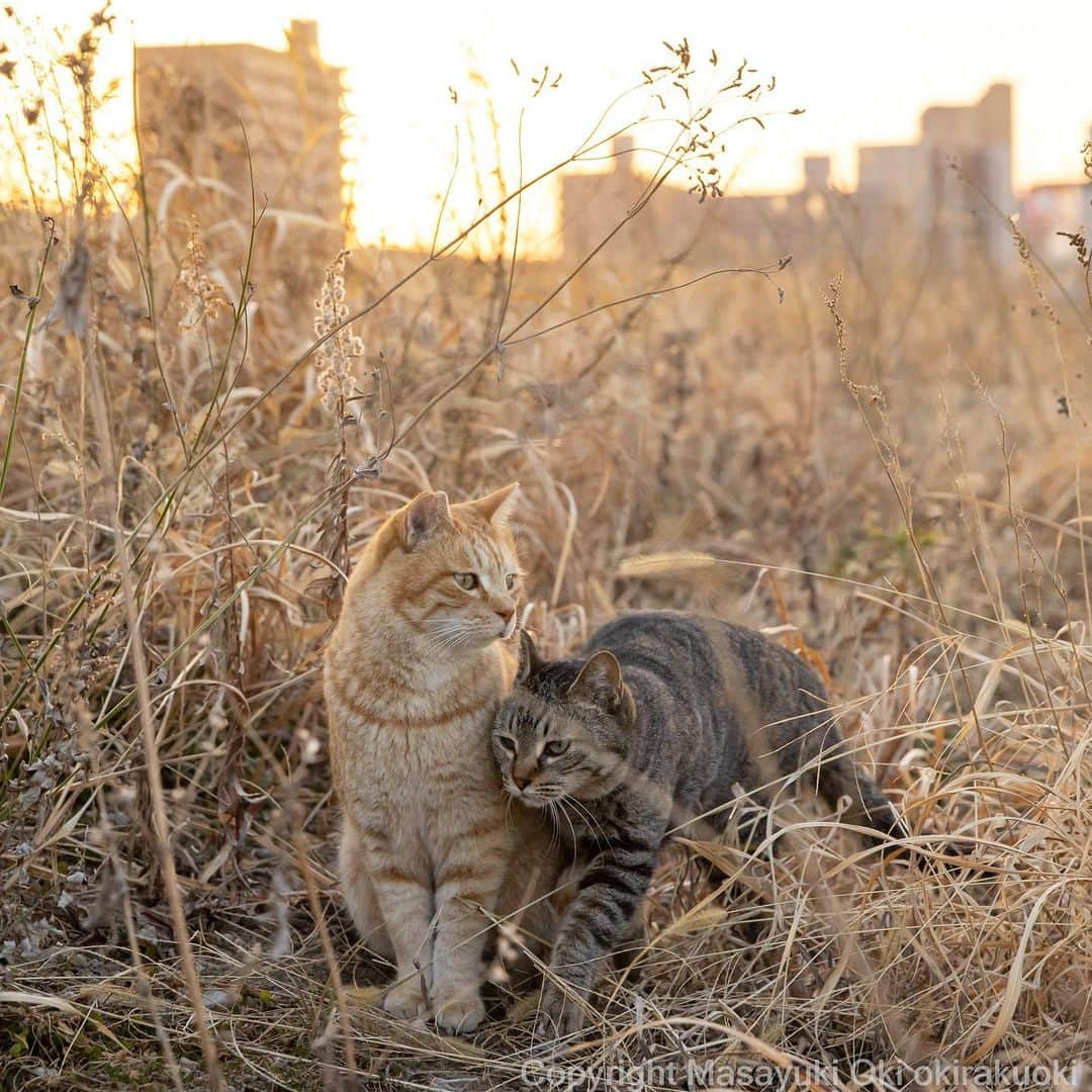 Masayukiさんのインスタグラム写真 - (MasayukiInstagram)「なかよし。」2月15日 15時20分 - okirakuoki