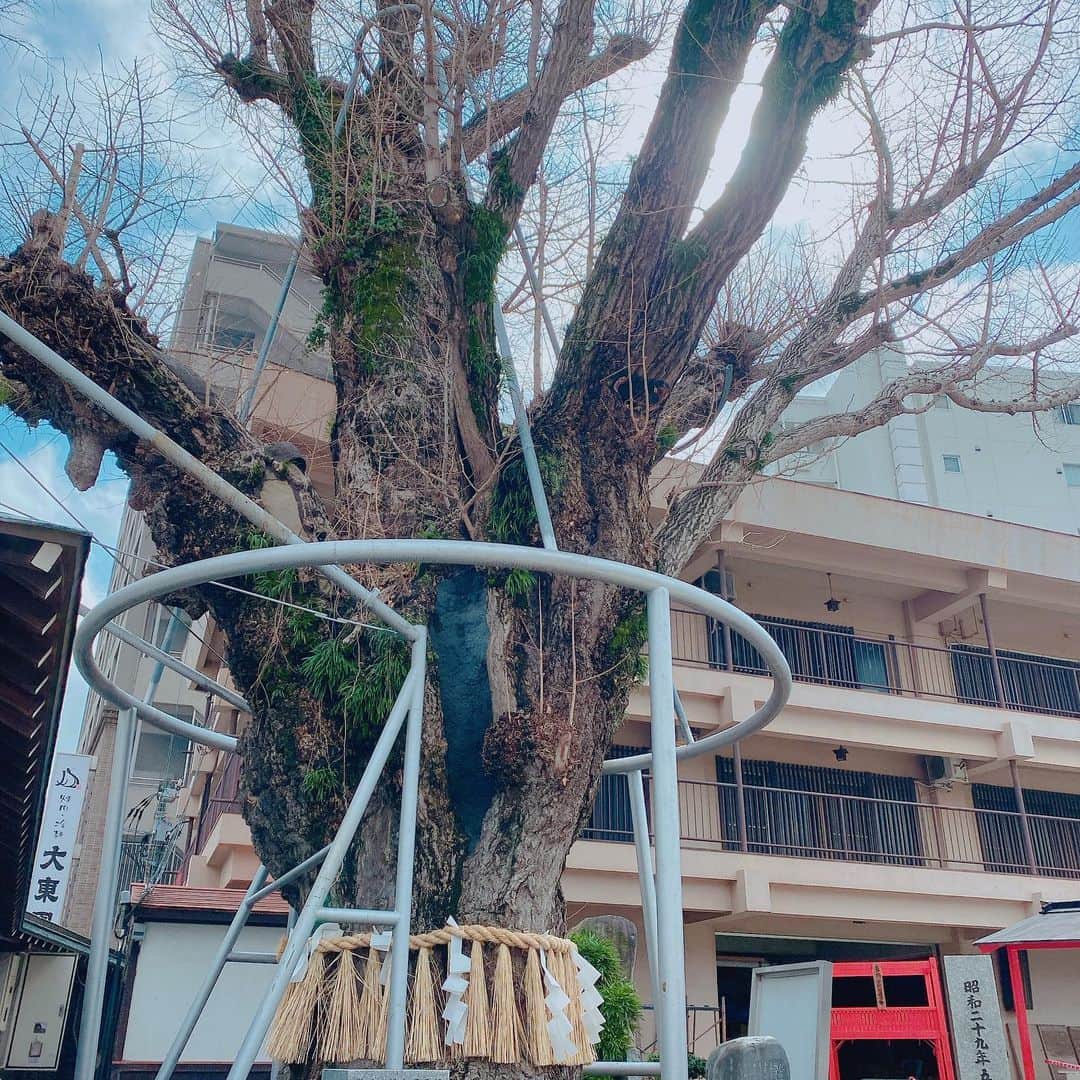 齊藤家澄さんのインスタグラム写真 - (齊藤家澄Instagram)「今日は風が強いですね！🌀 倒れてくるので気をつけようね！パンチラも注意⚠️😆✌️❤  #お参り #強風 #🌸  #👃🏻入ってごめんなさい🙇‍♀️ #❤ #櫛田神社」2月15日 15時22分 - kanchi_w