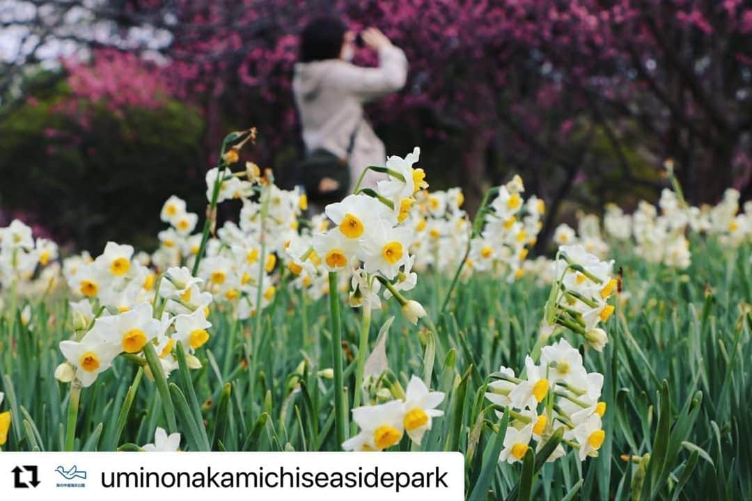 THE LUIGANS Spa&Resortさんのインスタグラム写真 - (THE LUIGANS Spa&ResortInstagram)「*﻿ 隣接する海の中道海浜公園では、﻿ セイヨウスイセン、ニホンスイセンが見頃です。﻿ ウメも開花し始めています！﻿ ﻿ 春の訪れを、﻿ 鮮やかな季節のお花でお楽しみください。﻿ ﻿ @uminonakamichiseasidepark﻿ ・・・﻿ #海の中道海浜公園 #うみなか #国営公園 #海の中道 #uminonakamichi #福岡市 #uminonakamichiseasidepark #fukuoka﻿ #福岡 #Japanese #instagramjapan #flowers #beautifull #photospot #写真好きな人と繋がりたい #후쿠오카 #관광 #여행 #narcissus #japaneseculture #chirstmasroses #スイセン #水仙 #マリンワールド海の中道」2月15日 21時07分 - theluigans