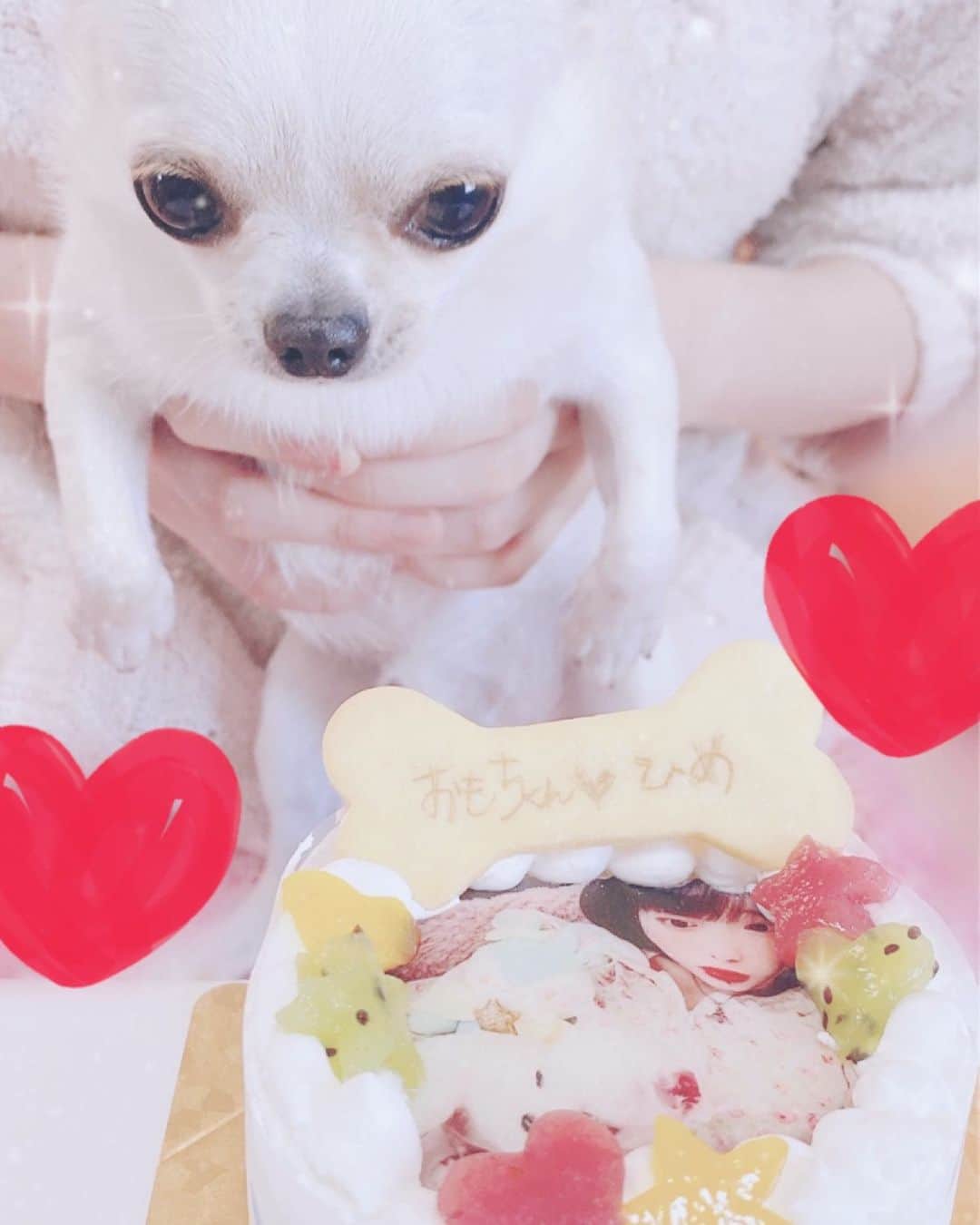 麻衣愛のインスタグラム：「少し前にうちのおうじさまが一歳だったので❤️🐶 #チワワ　#スムースチワワ　#犬　#愛犬　#いぬがいる暮らし」
