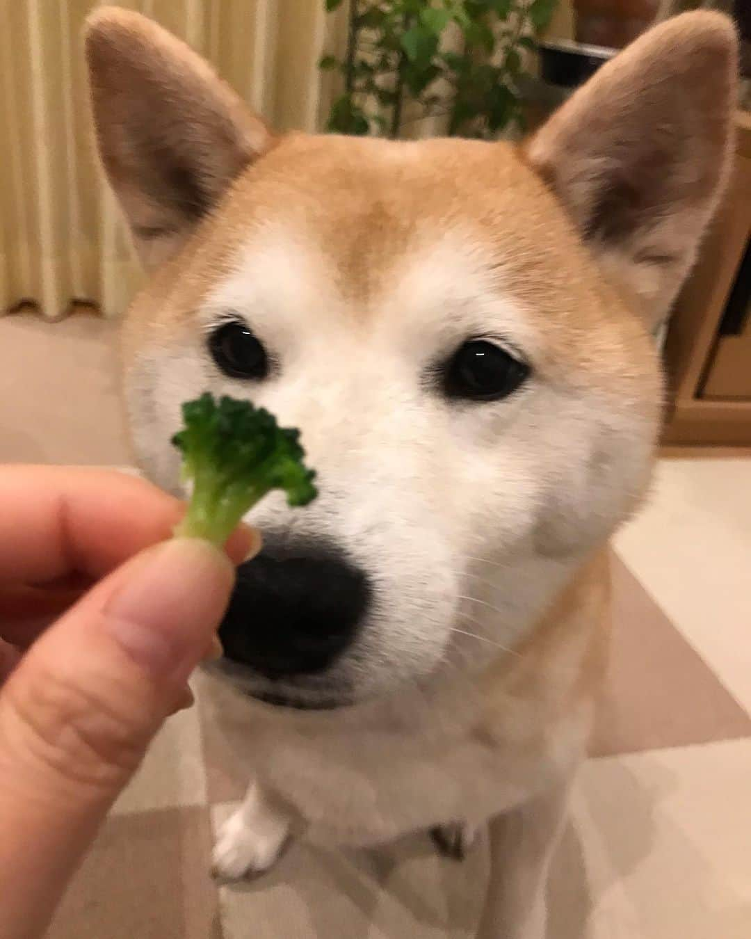 柴犬のモモさんのインスタグラム写真 - (柴犬のモモInstagram)「ブロッコリーに釘づけ #いぬ #イヌ #犬 #柴犬 #赤柴 #日本犬 #犬バカ部 #ふわもこ部 #いぬら部 #癒しわんこ #柴犬マニア #犬のいる暮らし #口角キュキュッと部 #shiba #shibainu #shibadog #dogstagram #dogsofinstagram #shibastagram #shibasofinstagram #shibamania #inu #instadog #toyota_dog」2月15日 21時12分 - shi_ba_i_nu_momo