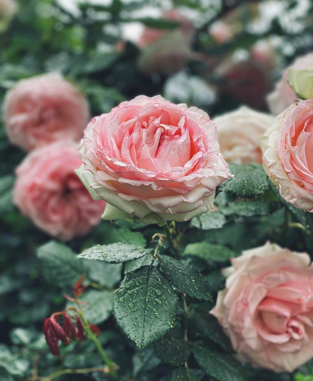 MiChiのインスタグラム：「The sound of rain is so healing..  久々の雨だね♡ 癒される☺︎ #rose#rainyday#tokyo」