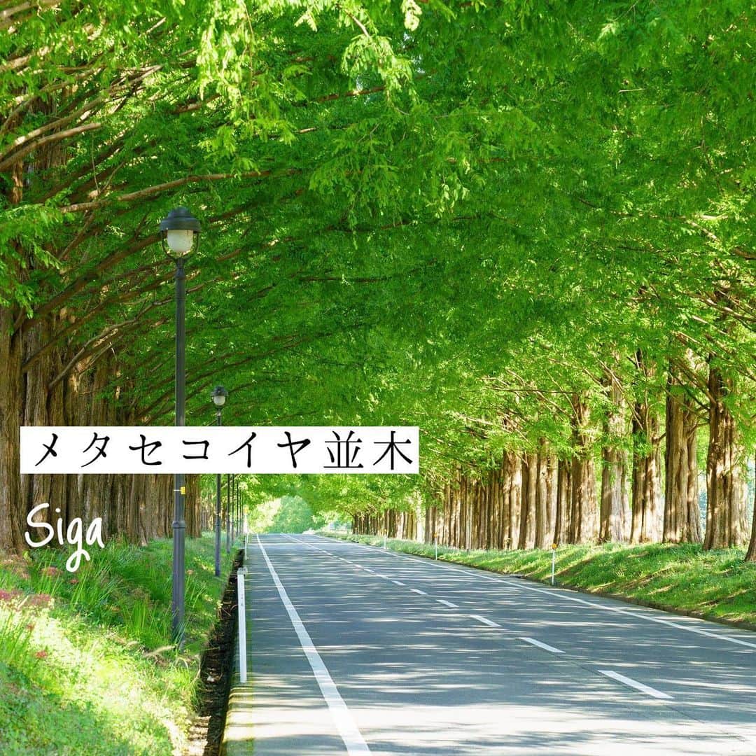 Skyticket.jpさんのインスタグラム写真 - (Skyticket.jpInstagram)「関西の穴場絶景。ドライブで訪れたいスポットをご紹介します！🚗  ①メタセコイヤ並木 2,400mに渡って並んでいるメタセコイヤの木々。葉が色づく秋が特におすすめですが、緑の葉が生い茂る夏場も同様に素晴らしい空間を見せます。また冬になれば葉が落ち、枝だけになった木の枝に雪が被さることで、幻想的な銀世界をも生み出します。  taken by メタセコイア並木 © SHori クリエイティブ・コモンズ・ライセンス（表示4.0 国際）https://creativecommons.org/licenses/by/4.0/  ②白鬚神社 琵琶湖にそびえ立つ大きな鳥居。滋賀県高島市湖畔にある白鬚神社は、朝や夕方と様々な幻想的な景色を見せてくれます。 taken by 蒼と白の世界 （© TAKAYOSHI_ENDOU クリエイティブ・コモンズ・ライセンス（表示4.0 国際））を改変して作成 https://creativecommons.org/licenses/by/4.0/ ③竜宮城 兵庫県城崎の日和山海岸沖合にある無人島・後ヶ島。ここには東屋が数件建っていてその様子がまるで竜宮城のようだと話題になっています。一番の絶景を見れるポイントは近くにある城崎マリンワールド。城崎温泉でまったりしながら絶景も楽しんでみましょう！ taken by T3K / PIXTA(ピクスタ)  ④由良川橋梁 由良川橋梁は大正13年に完成した京都丹後鉄道の鉄道橋。水面からわずか3mほどを走り、電車からだと水上を走っているような感覚になります。長さ約550mという橋を走る車窓から見る景色は、何度でも通りたくなるような美しさです。  taken by 由良川橋梁 （© rikky_photography クリエイティブ・コモンズ・ライセンス（表示4.0 国際））を改変して作成 https://creativecommons.org/licenses/by/4.0/ ⠀ ・ ・ ▼旅先の絶景やおすすめ写真を大募集📷 #skyticketrip を付けた投稿はストーリーズでご紹介させてください🌈  #関西の絶景 #メタセコイヤ並木 #メタセコイヤ #滋賀県 #琵琶湖 #マキノ高原 #白鬚神社 #鳥居 #しらひげじんじゃ #近江の厳島 #高島市 #日和山海岸 #竜宮城 #後ヶ島 #由良川橋梁 #京都丹後鉄道 #由良川 #京都 #宮津 #鉄道風景 #丹後鉄道 #京丹後鉄道 #bestphoto_japan #旅行好きな人と繋がりたい #女子旅 #パワースポット #一人旅 #skyticket #スカイチケット」2月15日 16時18分 - skyticket.jp