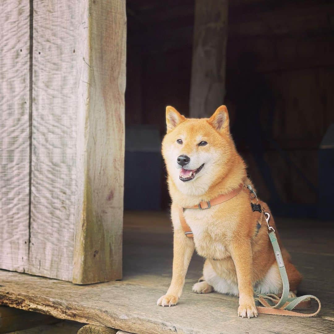 Coffeeのインスタグラム：「看門🐶 #coffee_and_apple」