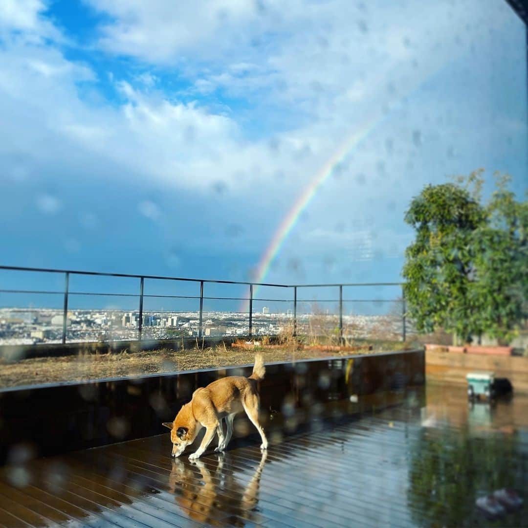 澤田泉美さんのインスタグラム写真 - (澤田泉美Instagram)「雨上がりの空に大きな虹🌈 みんな見れたかなぁ？  充電完了🔋❤️💛💚🧡💙  #虹#rainbow #サクモンピリパウ #いい事あるなぁ #三児の母」2月15日 16時38分 - izumi.sawada