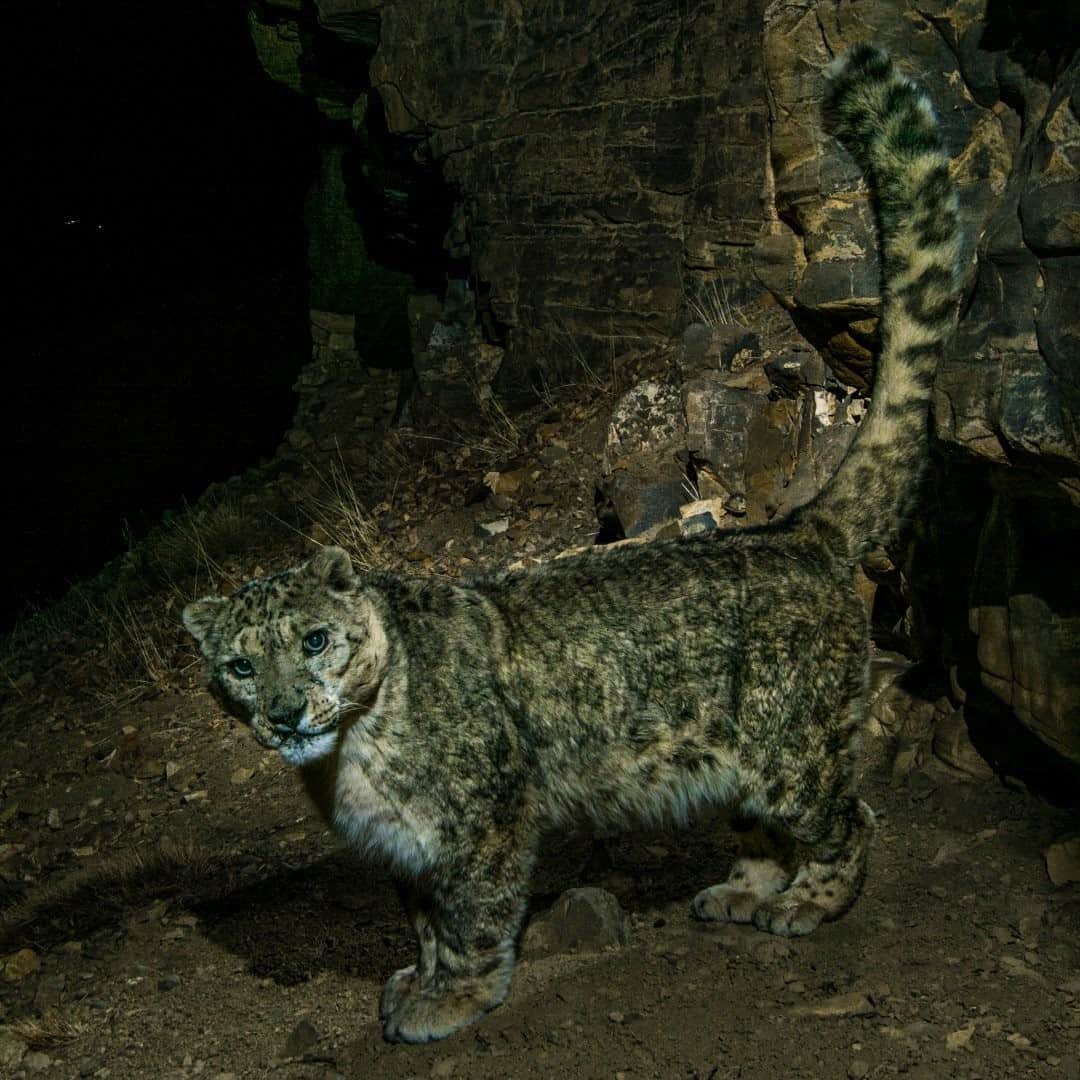 のインスタグラム：「Photo by Prasenjeet Yadav @prasen.yadav / Once I was lucky enough to catch a snow leopard chasing an ibex, and that's when I saw how incredible their tails are. Snow leopards have the longest tails proportionally of the big cats— nearly as long as the rest of their body. They can be up to one meter (yard) in length and help the leopard to balance on steep, rocky slopes. The thick tail also boosts protection against the cold since the leopard can wrap them around their nose and legs while they are resting. As snow leopards patrol their territory, one way they mark their land is by spraying urine and scent on stones. In this image, a snow leopard approaches a scent-marking location at night and triggers the camera trap. Follow me @prasen.yadav for more photos from India and Central Asia.」