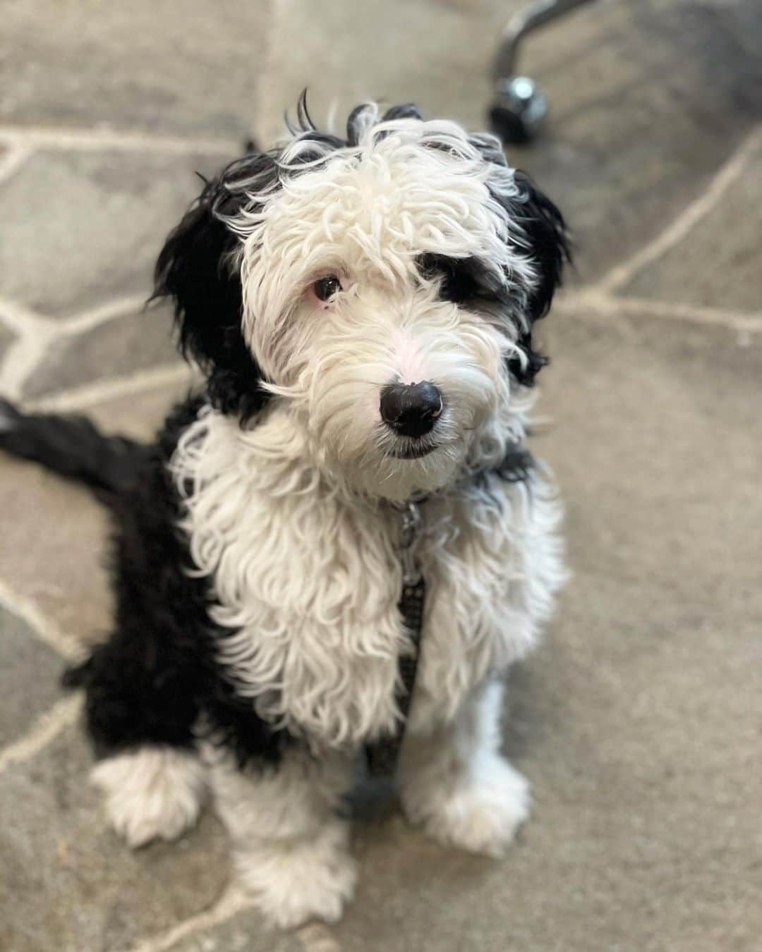 のインスタグラム：「ダリの before & after。 トリミングサロンデビューしました！ お迎えに行ったら、別犬のようになっていてビックリ！ #大変身#ビフォーアフター#シュヌードル #シュナプー#schnoodle#beforeandafterdoggrooming」