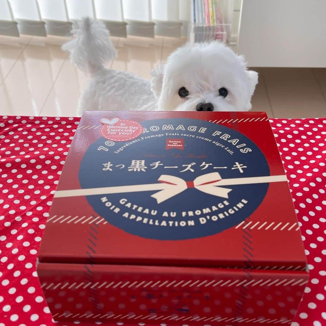 セロリのインスタグラム：「【バレンタインデー】 昨日のバレンタインデー、奥さんに大好きなケーキをもらいました。 「バレンタインディナー（大袈裟）」と称して、2人で一緒に料理も作りました。 僕も頑張ったんですよーっ（多分） ※詳細はブログにアップしまーす。 昨日のPerfumeの生配信、楽しかった・・・。 そして、今日はあ〜ちゃんの誕生日。 あ〜ちゃん、Happy birthday🎂🎂🎂 そして。 そして。。 そして。。。 「鬼滅の刃」続編TVアニメ化決定ーっ。 たくさんのフォロワーさんからDMでお知らせがありました(笑) ありがとうございます。 楽しみです。 #maltese #マルチーズ #ペット #わんこ #ふわもこ部 #犬のいる暮らし #いぬら部  #いぬすたぐらむ #イッヌ #バレンタインデー #真っ黒チーズケーキ #カルツォーネ #prfm #perfumebar香  #鬼滅の刃」