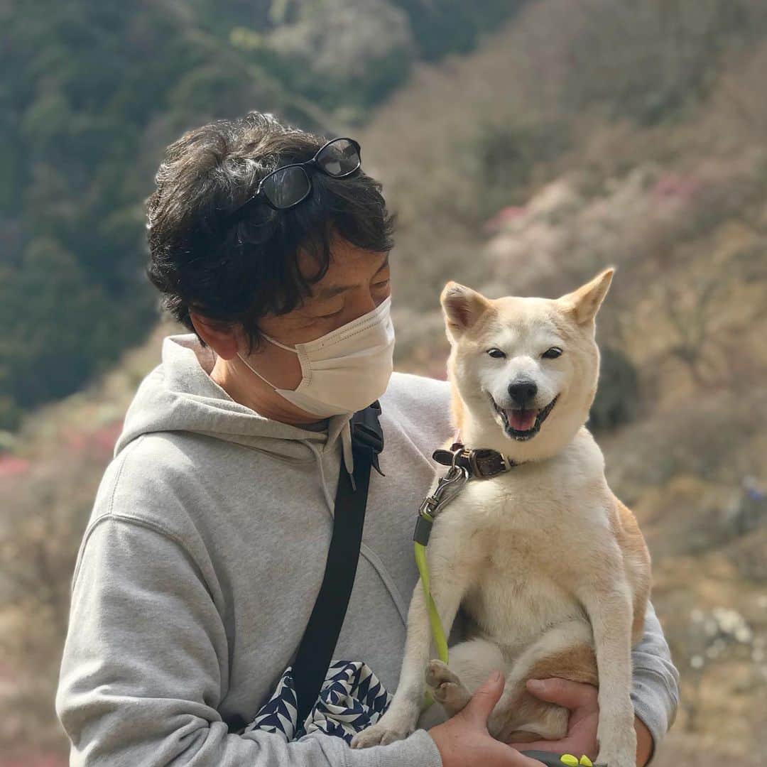 柴犬リリコさんのインスタグラム写真 - (柴犬リリコInstagram)「途中から抱っこちゃん🤱🏻だったリリコさんです😅 #シニアですから #笑顔のリリコさん」2月15日 17時52分 - ke_rock_