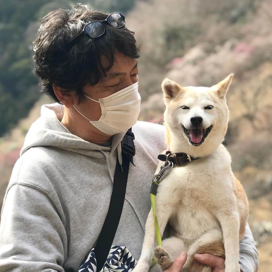 柴犬リリコさんのインスタグラム写真 - (柴犬リリコInstagram)「途中から抱っこちゃん🤱🏻だったリリコさんです😅 #シニアですから #笑顔のリリコさん」2月15日 17時52分 - ke_rock_