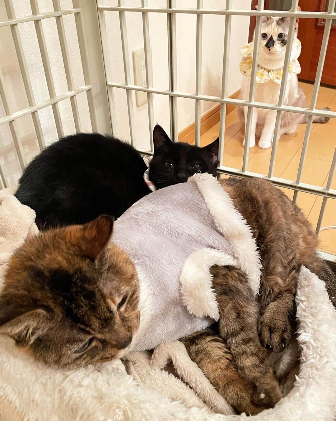 maimocotoのインスタグラム：「モコセラピー中の #真っ黒なまくろ 🐈‍⬛ ２枚目はゴロゴロ言ってるの聴こえるかな？ 保護された時、ねずみとりのベトベトがたくさんついていたそうです。病院で取ってもらったけど、そんなこともあってずーっと人の手は怖いと刷り込まれていたまくろ。今、毎日なでられて気持ちよくて、手から食べるご飯も美味しくてちょっと戸惑い時期かもしれません。 辛かった事は近々忘れてしまいそうです♪週末去勢手術の予約したから、また怖い思いさせちゃうんだけどね。先生優しいし日帰りだから大丈夫でしょう。その日までもっと安心させてあげたいと思います💙 もうね、可愛くて仕方ないです✨（いつものことだけど） ＊ ＊ 「モコおばあちゃんは優しくて、ボクすっごく安心するんだ💤』 ＊ ＊ #モコセラピー #モコもまくろのゴロゴロが心地良いはず #優しいがいっぱい❤︎ #４枚目は後ろで鬼ごっこするコトチコです笑」