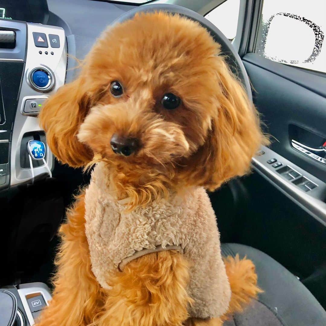 のインスタグラム：「. 「kokoちゃん」  今回のコレみーてでは、 大角家の愛犬トイプードルの「kokoちゃん」の最新映像をお届けしました！  大ジャンプが得意なkokoちゃん！ 実は新しい技を覚えたんです！  それが「お手&おかわり」  癒し、癒し、癒し、、、、。  ご覧いただきありがとうございました！！  次会えるのが楽しみです！  #トイプードル #といぷーどる #toypoodle  #koko#dog  #いぬすたぐらむ  #いぬのいる暮らし  #お手とおかわり #コレみーて #ux#新潟テレビ21 #新潟#アナウンサー」