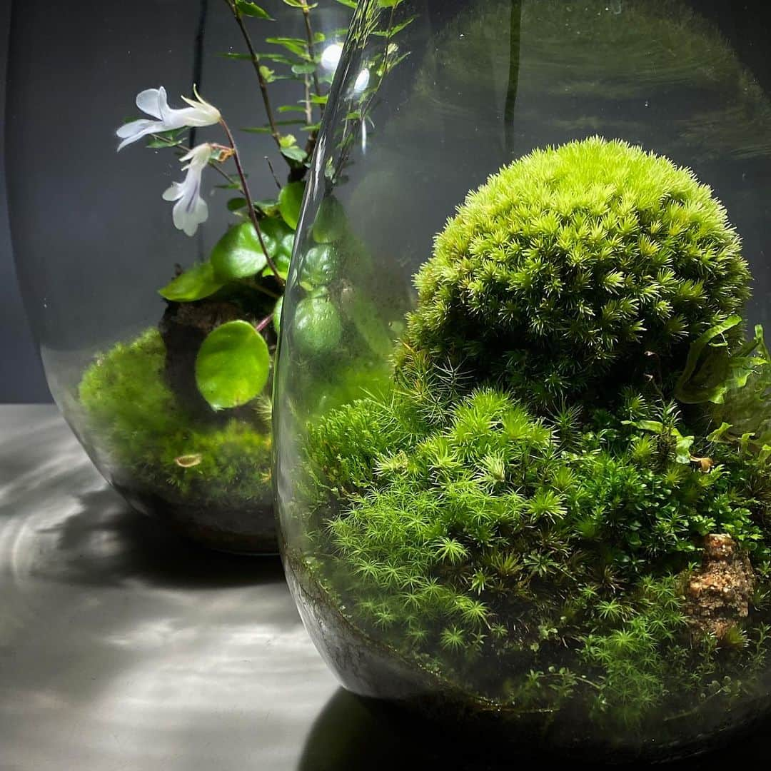 Mosslight-LEDさんのインスタグラム写真 - (Mosslight-LEDInstagram)「#mosslight#モスライト#苔#コケ#mossy#mossa#moss#terrarium #テラリウム#indoorgreen#plants#コケテラリウム#苔テラリウム#mossterrarium#mossarium#paludariu#パルダリウム#インドアグリーン」2月15日 18時31分 - mosslight1955