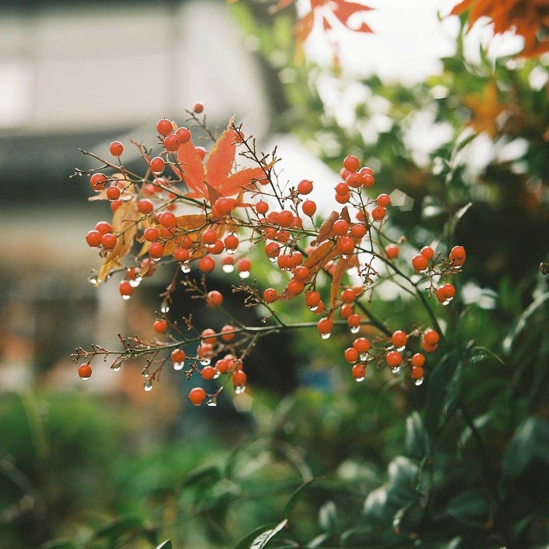 のインスタグラム：「#hasselblad #film #filmphoto #filmphotography #filmcamera #instagramjapan #instagram #ハッセルブラッド#tokyocameraclub #igersjp #Pics_Film_ #shotonfilm #kodak #kodakportra400 #kodakfilm #lifewithkodak #kodakprofessional #madewithkodak  #inspiredwithhasselblad」