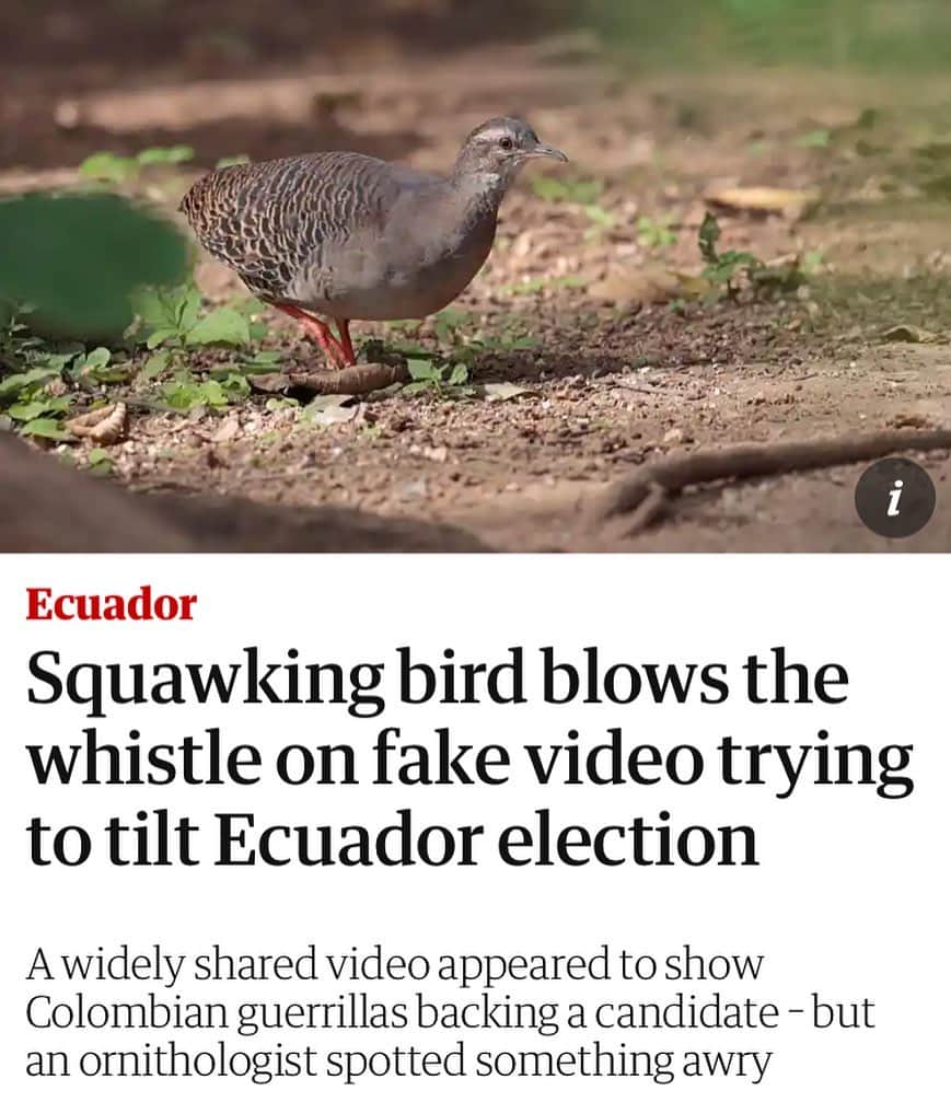 WikiLeaksさんのインスタグラム写真 - (WikiLeaksInstagram)「WikiLeaks avian whistle-blower award 2021 goes to the Ecuadorian pale browed tinamou who exposed the corrupt attempt to tilt the Ecuadorian election.」2月15日 18時50分 - wikileaks