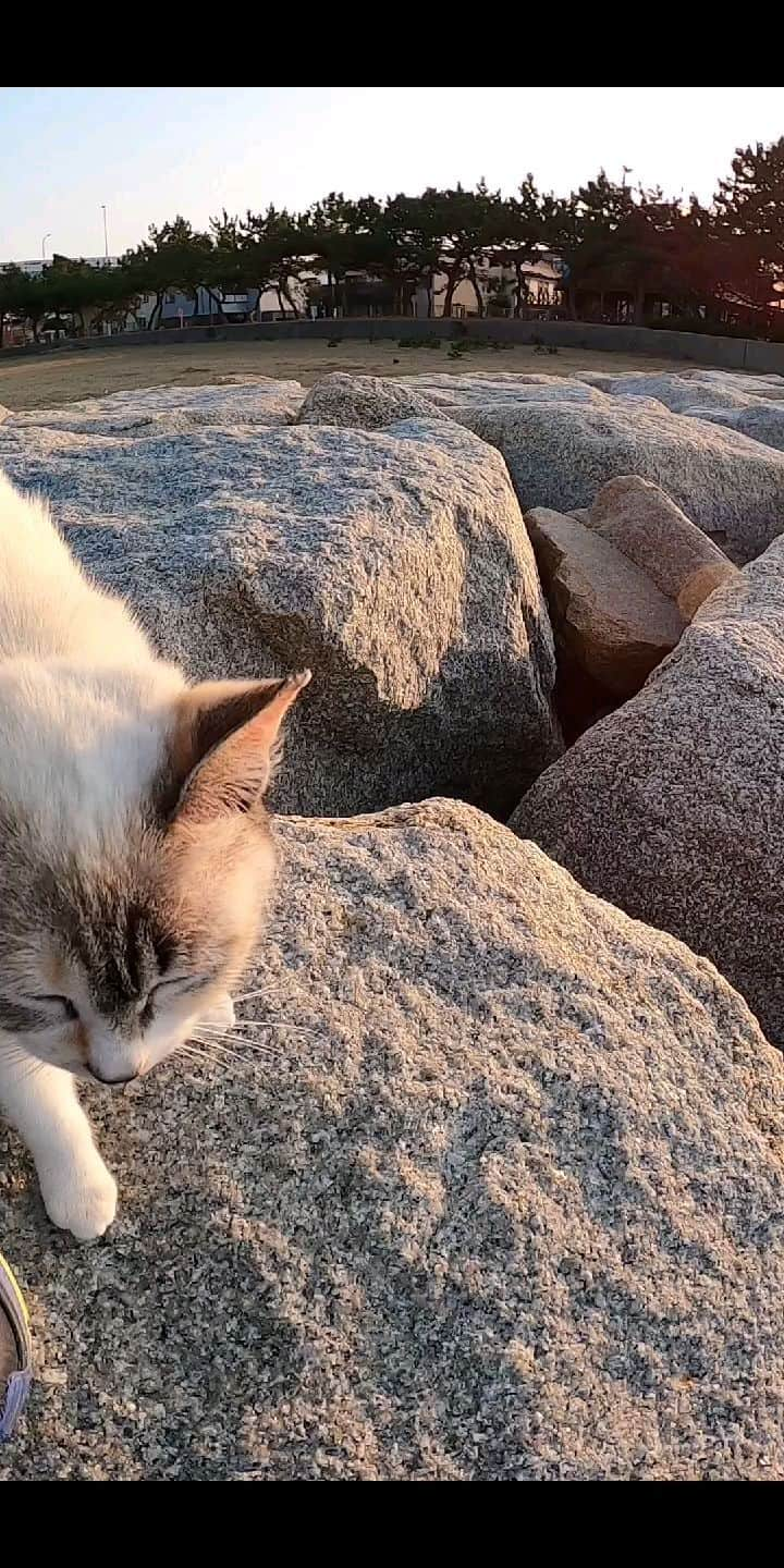 感動猫動画のインスタグラム