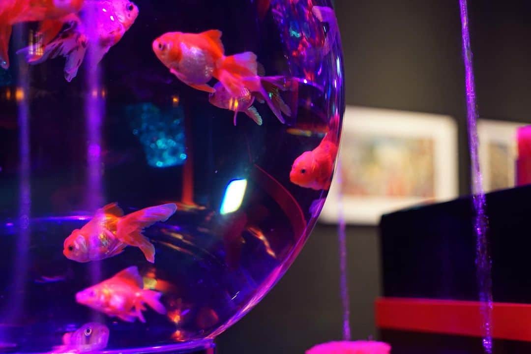 青山恵梨子さんのインスタグラム写真 - (青山恵梨子Instagram)「金魚🏮 癒されました！ 鯉のコーナーはちょっとこわかったけど。。。🥲笑 ちょっと前の写真小出しにしていくよん☺︎ #goldfish #金魚　 #アートアクアリウム　 #artaquarium」2月15日 18時52分 - eriko_aoyama