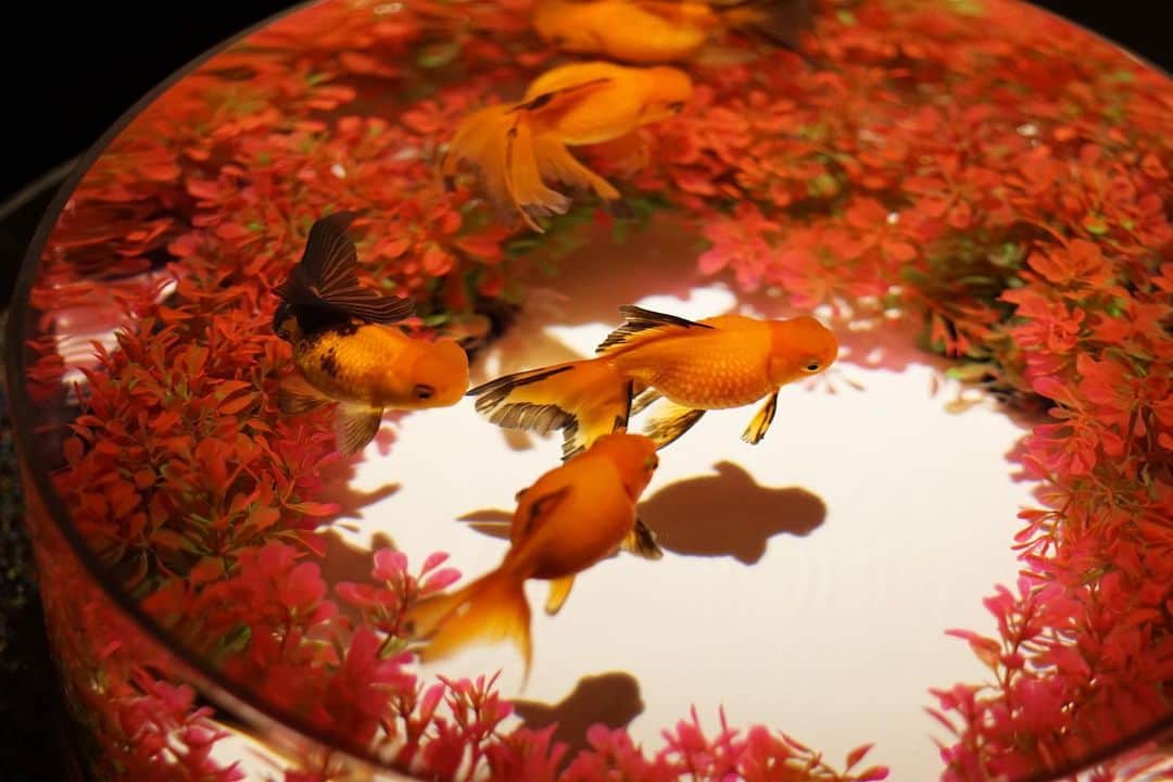青山恵梨子のインスタグラム：「金魚🏮 癒されました！ 鯉のコーナーはちょっとこわかったけど。。。🥲笑 ちょっと前の写真小出しにしていくよん☺︎ #goldfish #金魚　 #アートアクアリウム　 #artaquarium」