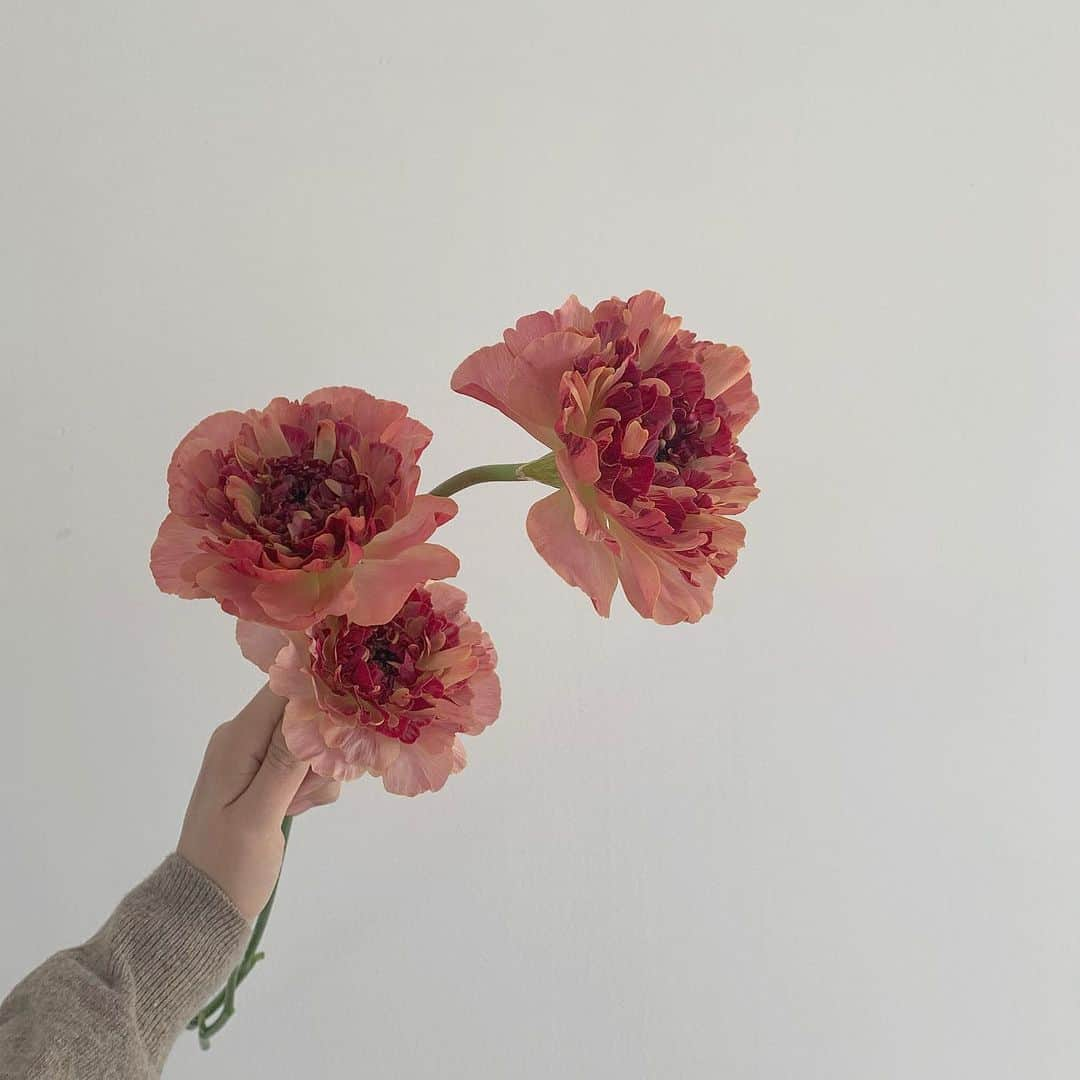 플로리스트 이주연 florist Lee Ju Yeonさんのインスタグラム写真 - (플로리스트 이주연 florist Lee Ju YeonInstagram)「. . 저세상 꽃  너무 아름다운 일본 러넌큘러스 샬루트 늘 예쁜꽃 감사합니다 🤍 @flor_stuff_official . #러넌큘러스 #샬루트 #일본러넌 #러넌  . 订花 WeChat ID vaness_flower 페이팔 결제 가능  클래스상시모집 당일꽃주문가능 . #수업문의 #주문예약 #lesson #Order  Katalk ID vaness52 WeChat ID vaness_flower E-mail vanessflower@naver.com . 서초구 양재천로 123 5층 📞02-545-6813 . #vanessflower #florist #flowershop #handtied #flowerlesson #花束 #바네스플라워 #플로리스트 #꽃다발 #부케 #플로리스트학원 #플라워레슨 #양재동꽃집 #양재역꽃집 #꽃다발주문 #꽃수업 #꽃주문  #대관 #공간대여 #스튜디오대관 #자연광스튜디오 #자연광스튜디오대관」2月15日 19時00分 - vanessflower