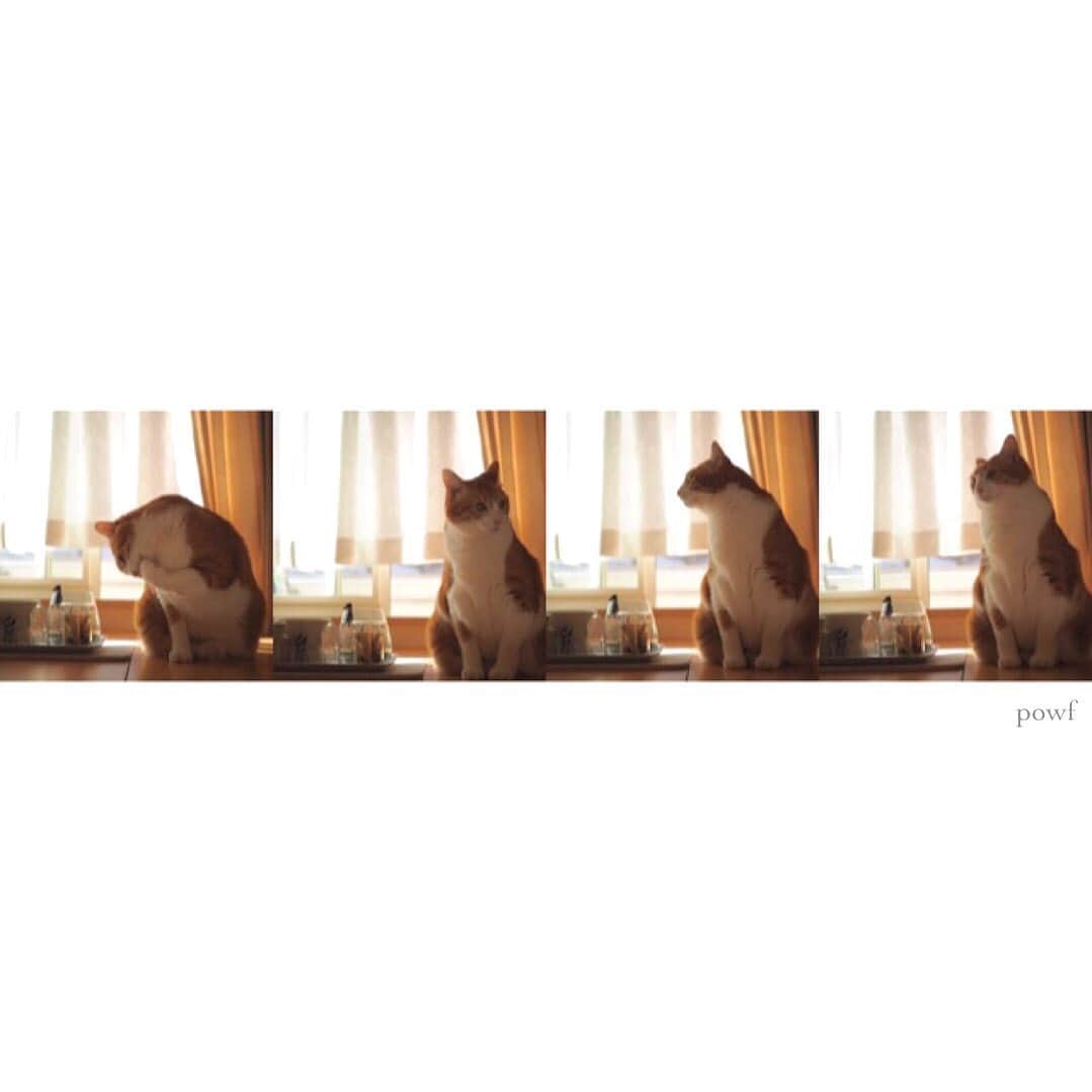 anemone_69のインスタグラム：「🐈 . #窓辺のハカセとキョウジュ #ハカセとキョウジュ #茶トラ白 #茶白 #cat #猫 #保護猫 . . .」