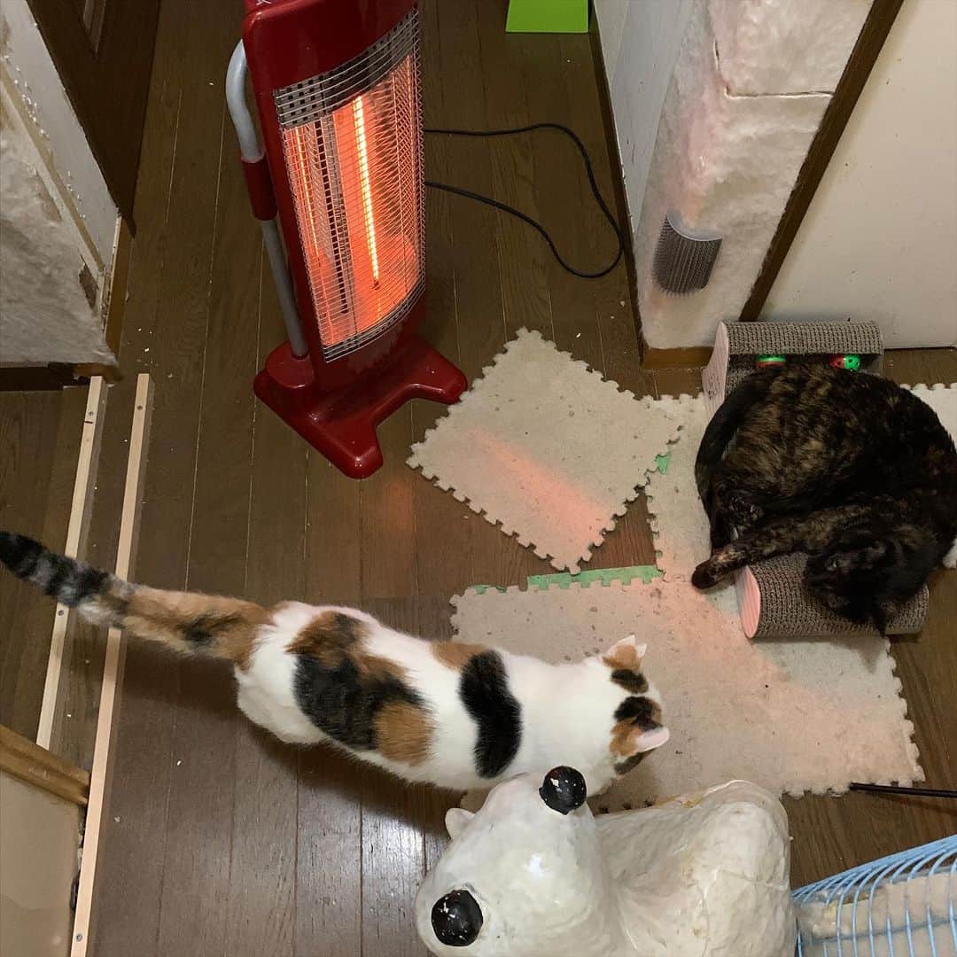 Kachimo Yoshimatsuさんのインスタグラム写真 - (Kachimo YoshimatsuInstagram)「近い、近い！ Near, Near! ヒジキも見てる。 #うちの猫ら #hijiki #mikeko #猫 #ねこ #cat #ネコ #catstagram #ネコ部 http://kachimo.exblog.jp」2月15日 19時09分 - kachimo