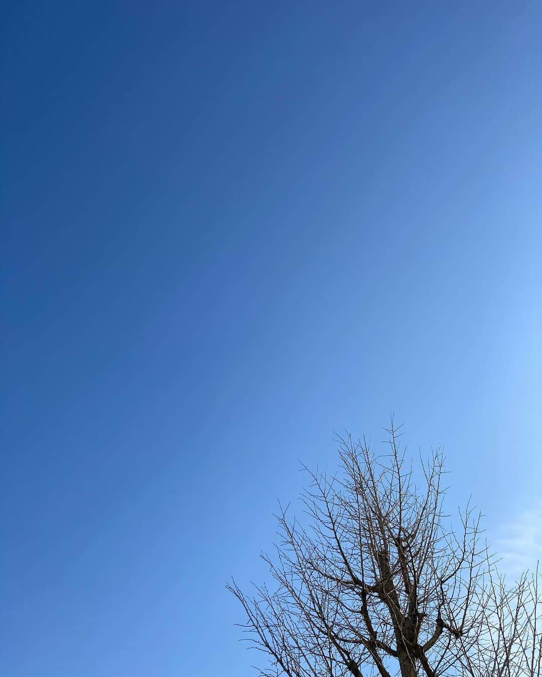 水戸悠夏子さんのインスタグラム写真 - (水戸悠夏子Instagram)「またしばらく雨と雪が続きそうなのでいつかのカラッと晴れた日の通勤路。白山神社。」2月15日 19時10分 - mitoyukako