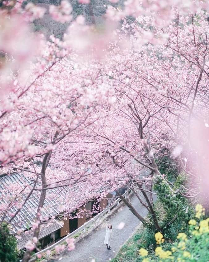 高橋伸哉さんのインスタグラム写真 - (高橋伸哉Instagram)「桜の季節に、みんなの笑顔が咲くといいね。 . . #sakura  #portraitphotography  #photography  #travelphotography  #写真作家  #写真家」2月15日 19時17分 - s.1972