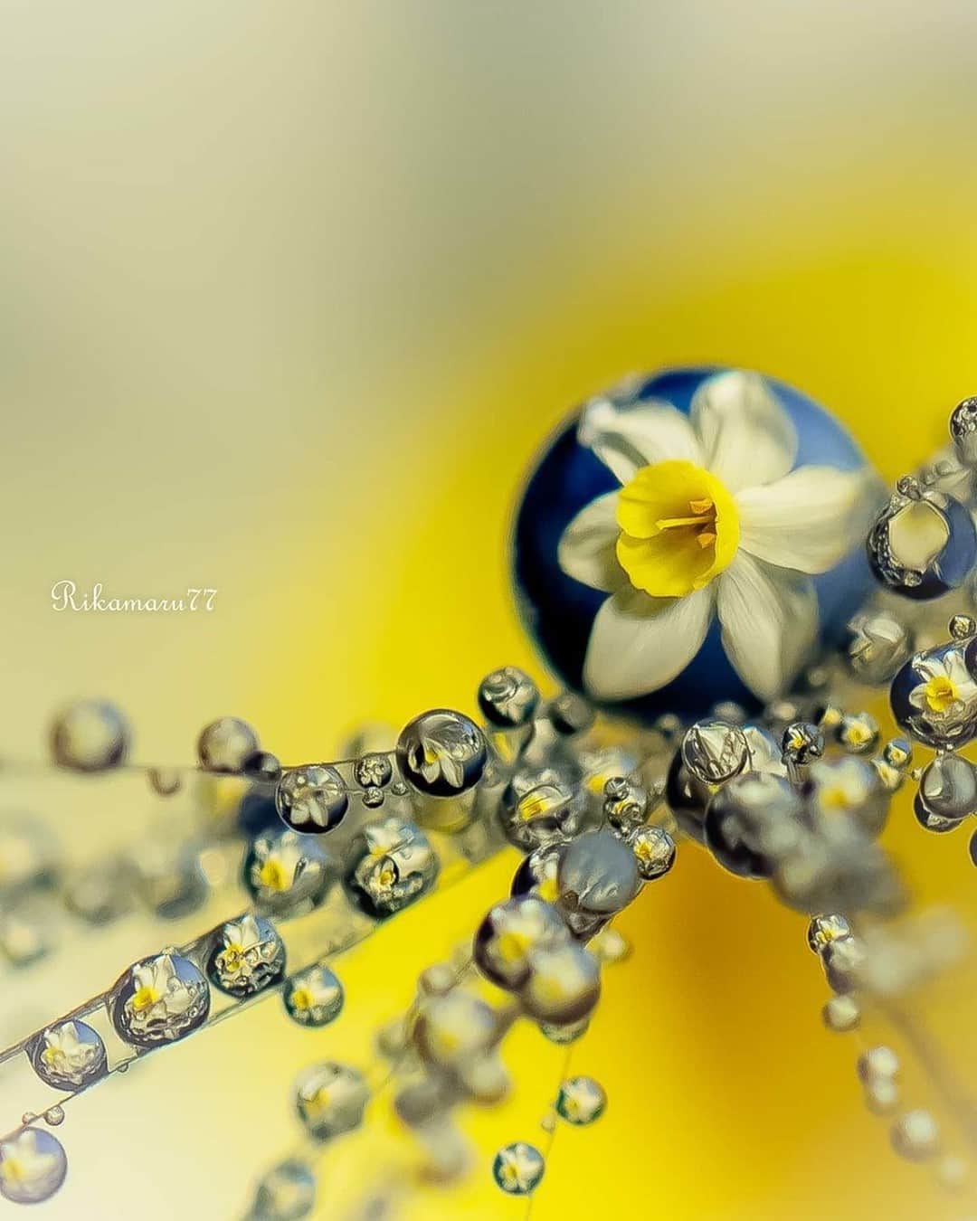 花の写真館のインスタグラム：「Photo by @rikamaru77.⠀ https://instagram.com/rikamaru77/⠀ .⠀ Original Post[投稿いただいたURL]⠀ https://www.instagram.com/p/B8zVqfnJsd0/⠀ .⠀ 本アカウントは、 #私の花の写真 をつけてInstagramに投稿された皆さまの花の写真や、「花の写真館」Facebookページで投稿された花の写真を紹介します。⠀ 「花の写真館」Facebookページは、「 @floral.photograph 」のプロフィールにあるURLからご覧ください。⠀ .⠀ ※各自、政府、自治体など公的機関の指示に従った行動をお願いします。⠀⠀ 東京カメラ部および分室では、写真を「見る楽しみ」を提供することを通して、微力ながら皆様にわずかな時間でも癒しをお届けしたいと思っております。⠀ ※本アカウントは東京カメラ部がFacebook、Instagramのサービスを利用して運営しているもので、Facebook社・Instagramとは一切関係ありません。⠀ .⠀ #花の写真館 #floralphotograph #floralphoto #flower #flowers⠀ Follow: @floral.photograph」