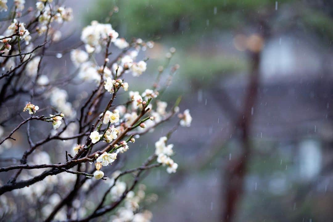 八芳園さんのインスタグラム写真 - (八芳園Instagram)「久方振りの雨。 . 庭園では池や木々に 雨粒が落ちる音が響きます。 . 前日の陽気で一斉に花開いた河津桜や白梅は、 雨の中でも花を落とすことなく 咲き誇っております。 . 午後になり雨が止んだあとの、 木についた雫の珠のような煌き。 . 晴れた青空には二重の虹もかかりました。 . 春に向けて芽吹いていく生命の 美しさと力強さを、 見つけてみてください。 . . . . #八芳園 #結婚式場 #日本庭園 #梅の花 #白梅 #桜 #河津桜 #虹 #ダブルレインボー #雨 #雨上がり #🌸 #🌈 . #東京観光 #東京カメラ部 #カメラ好きな人と繋がりたい #写真好きな人と繋がりたい #ファインダー越しの私の世界 #その瞬間に物語を #いまそら #風景写真 . #japanesegarden #tokyotrip #japan_of_insta #japantravel #jp_mood #jp_views #rainbow #rainy #sakura」2月15日 19時26分 - happoen
