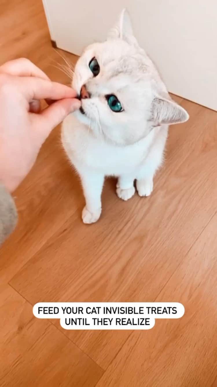 The Cats Of Instagramのインスタグラム：「#Repost • @lyo.thecat his face at the end 🥺👉🏻👈🏻 #treatchallenge #aww」