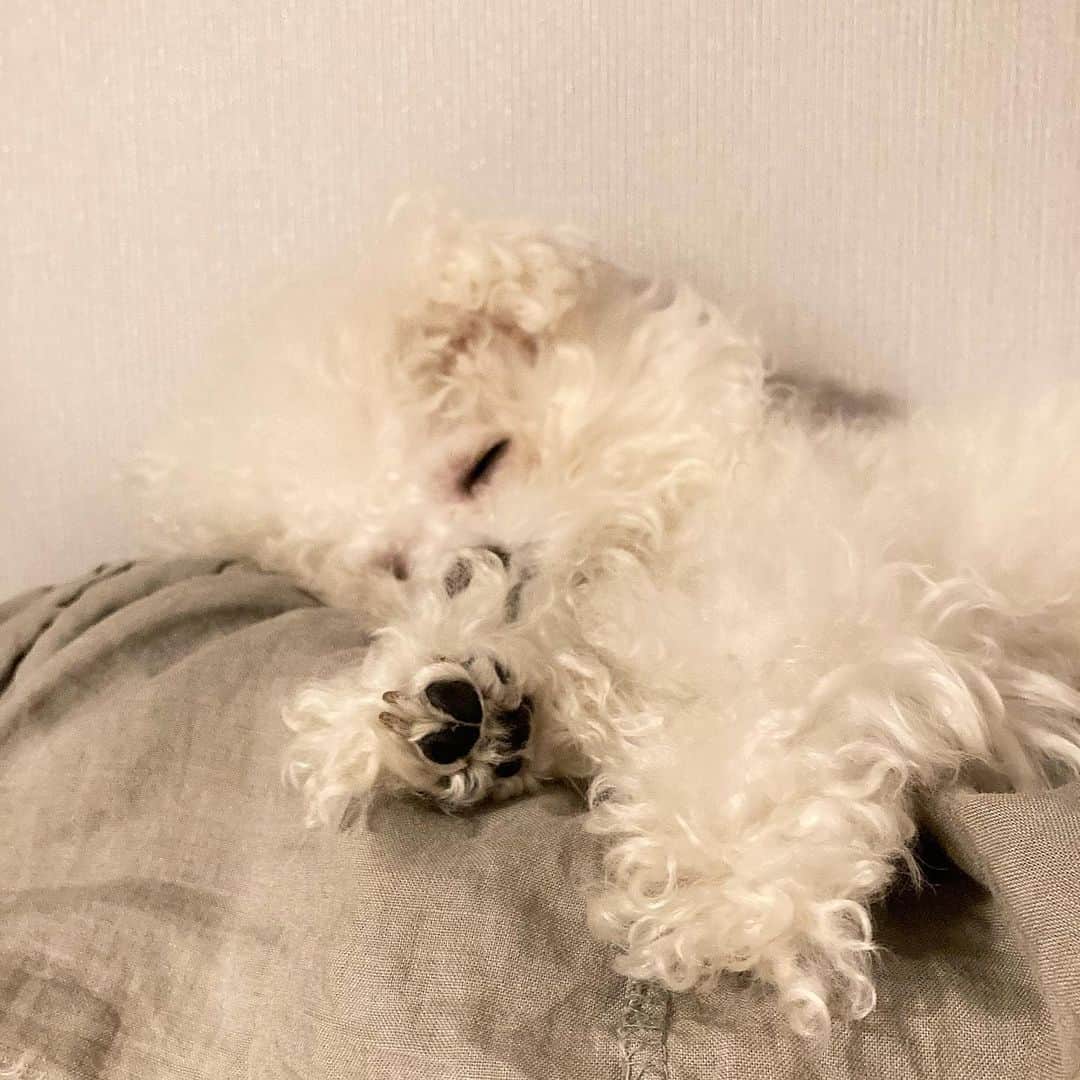 パーク・ファン・ヒーのインスタグラム：「🐾🤍」