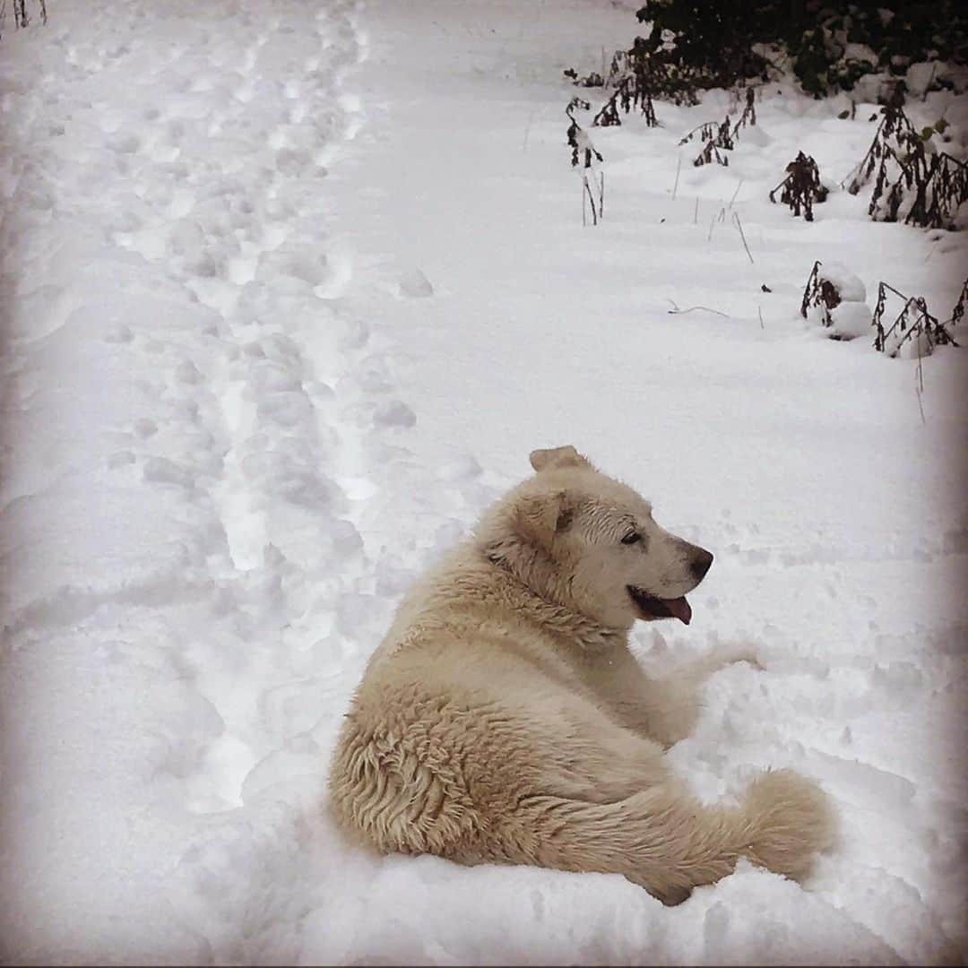 サラ・ウェイン・キャリーズさんのインスタグラム写真 - (サラ・ウェイン・キャリーズInstagram)「new band: Mama and the Snow Dogs ❄️  . 🧤: @manitobah #buynative」2月16日 5時26分 - sarahwaynecallies